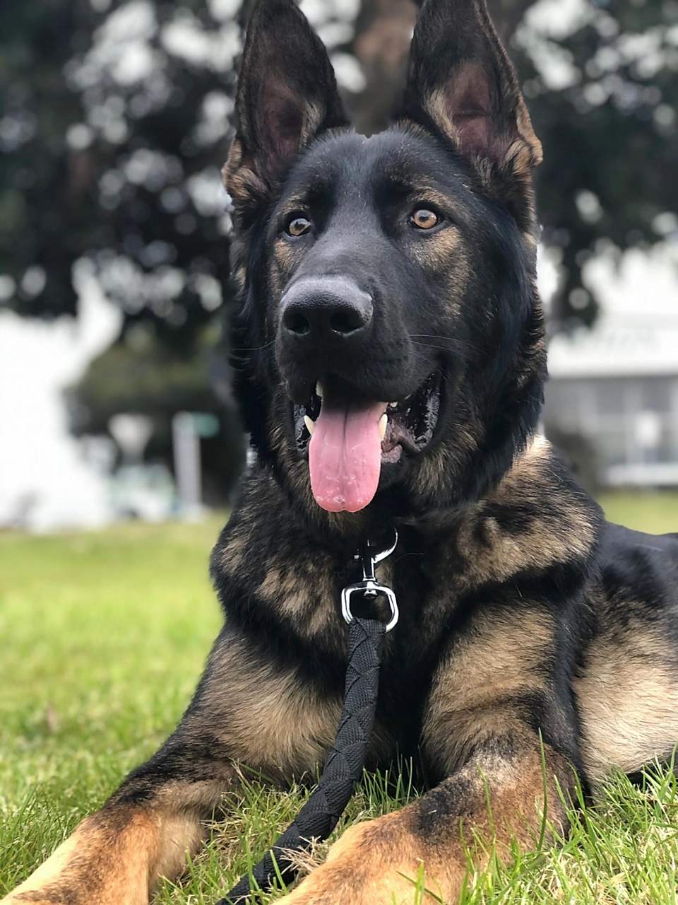 东德牧和西德牧对比(之一) 我曾在国内养过一只德牧(图二),溜背的,就