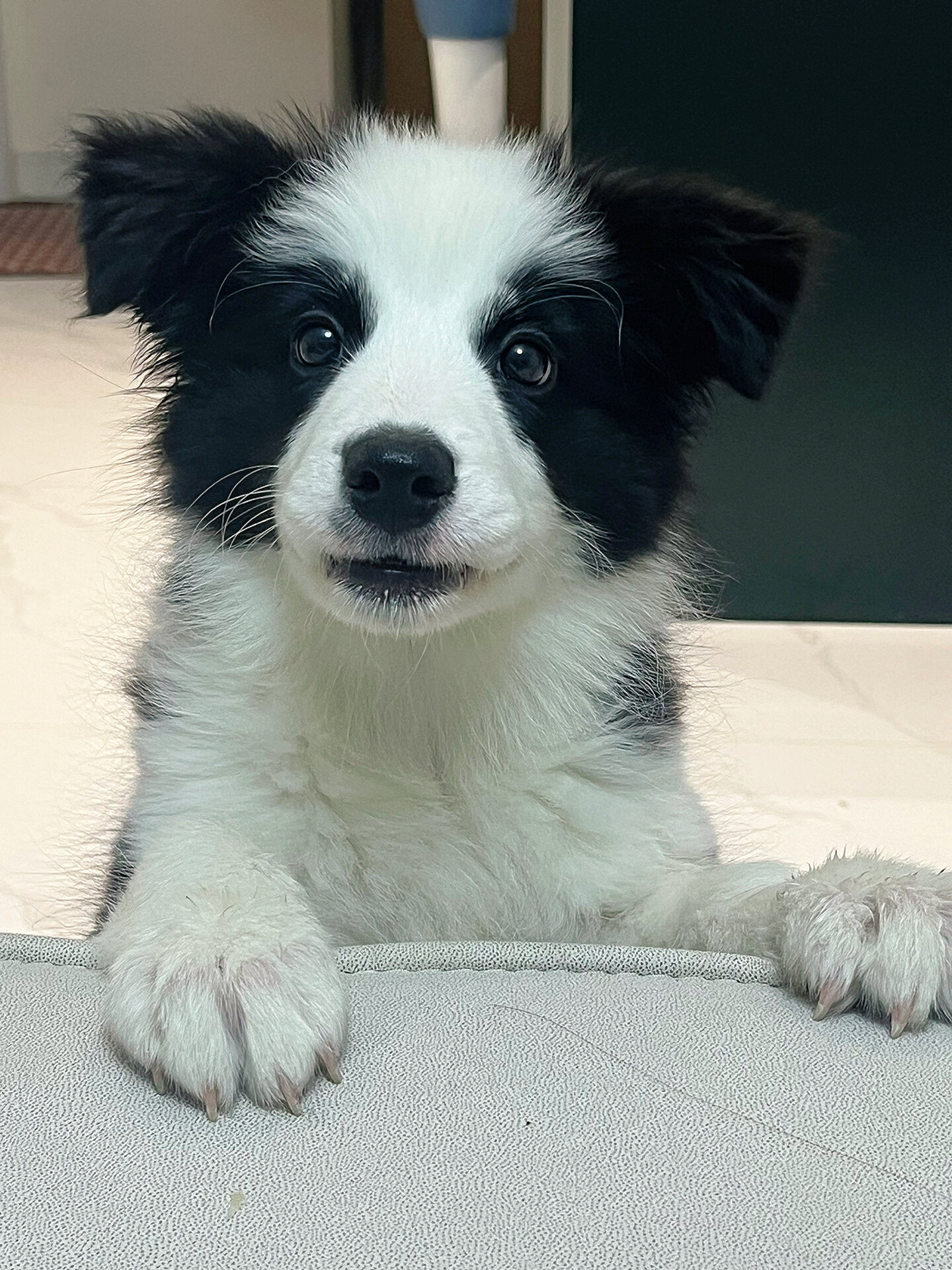 三个月的小狗可爱吗?