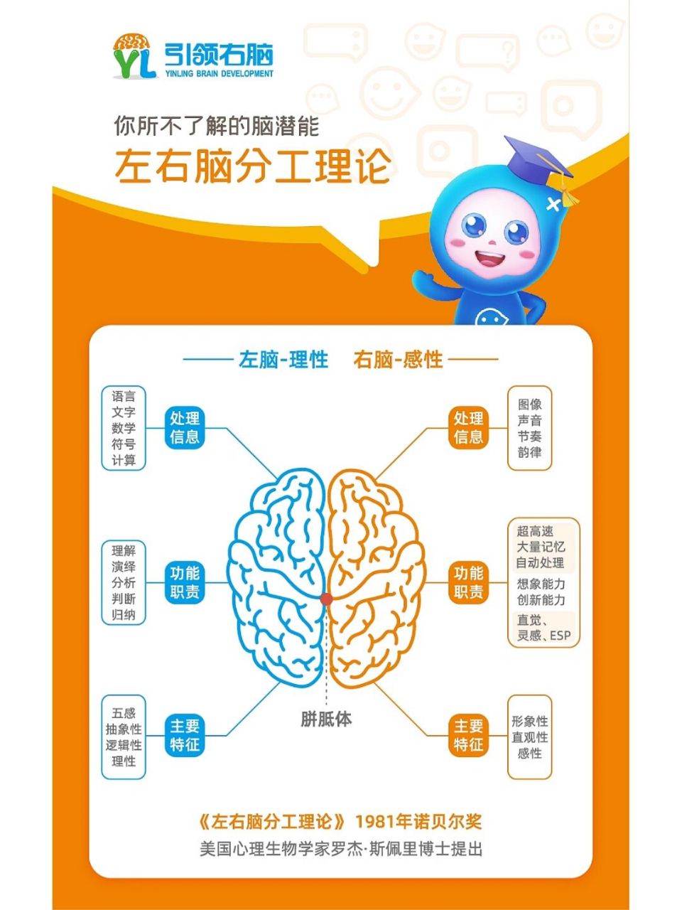 育儿# #早教# #引领右脑# 左脑-理性———右脑-感性 《左右脑分工