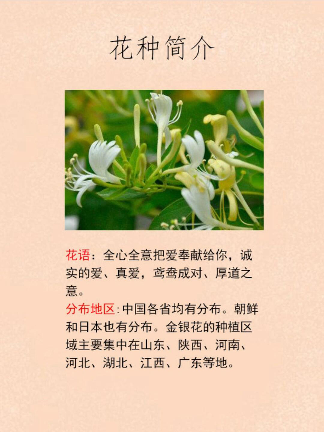 金银花图片 每日一花