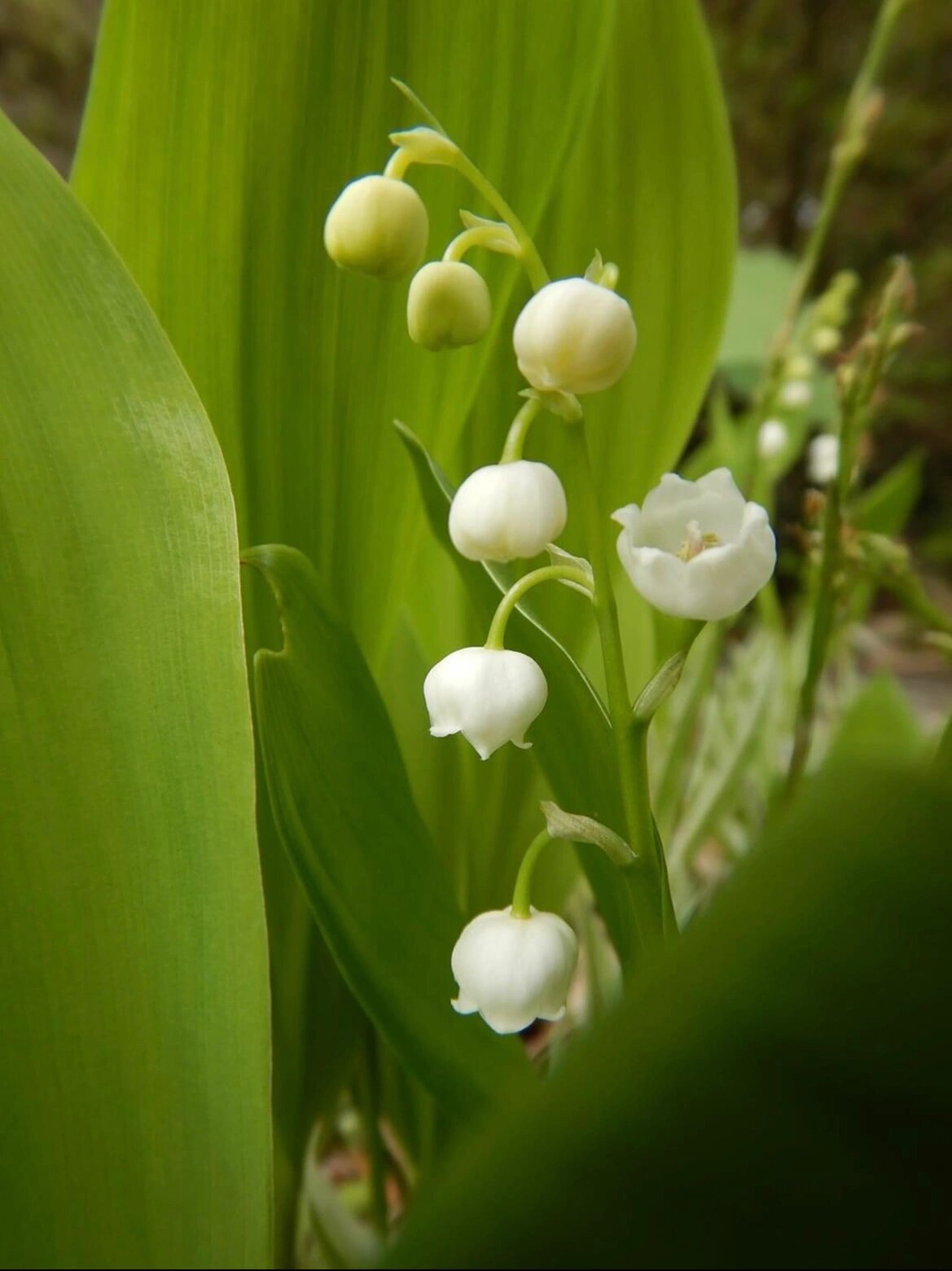 认识100种花材