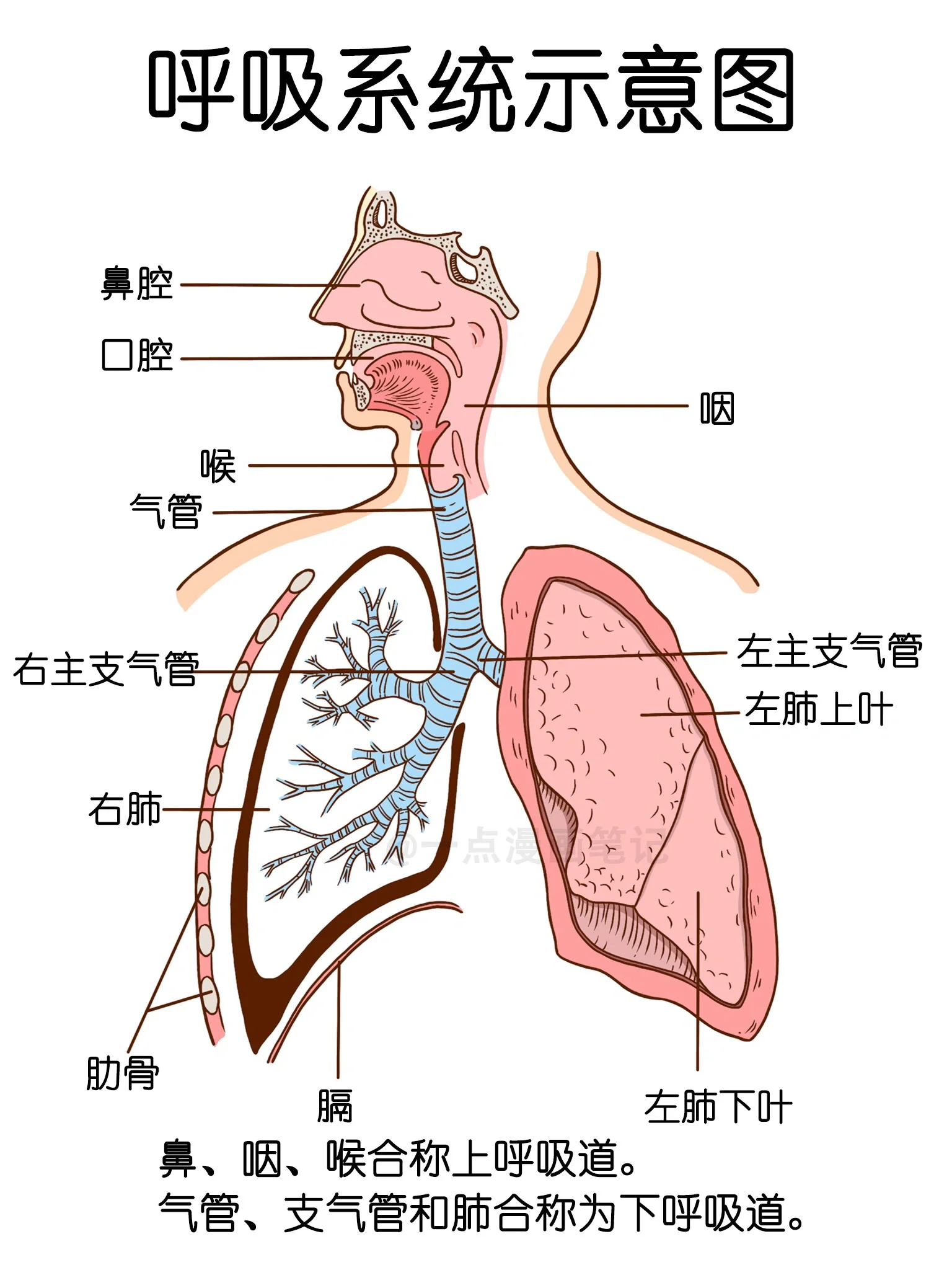 上下呼吸道的分界线是喉部环状软骨, 喉结的下方就是环状软骨, 环状