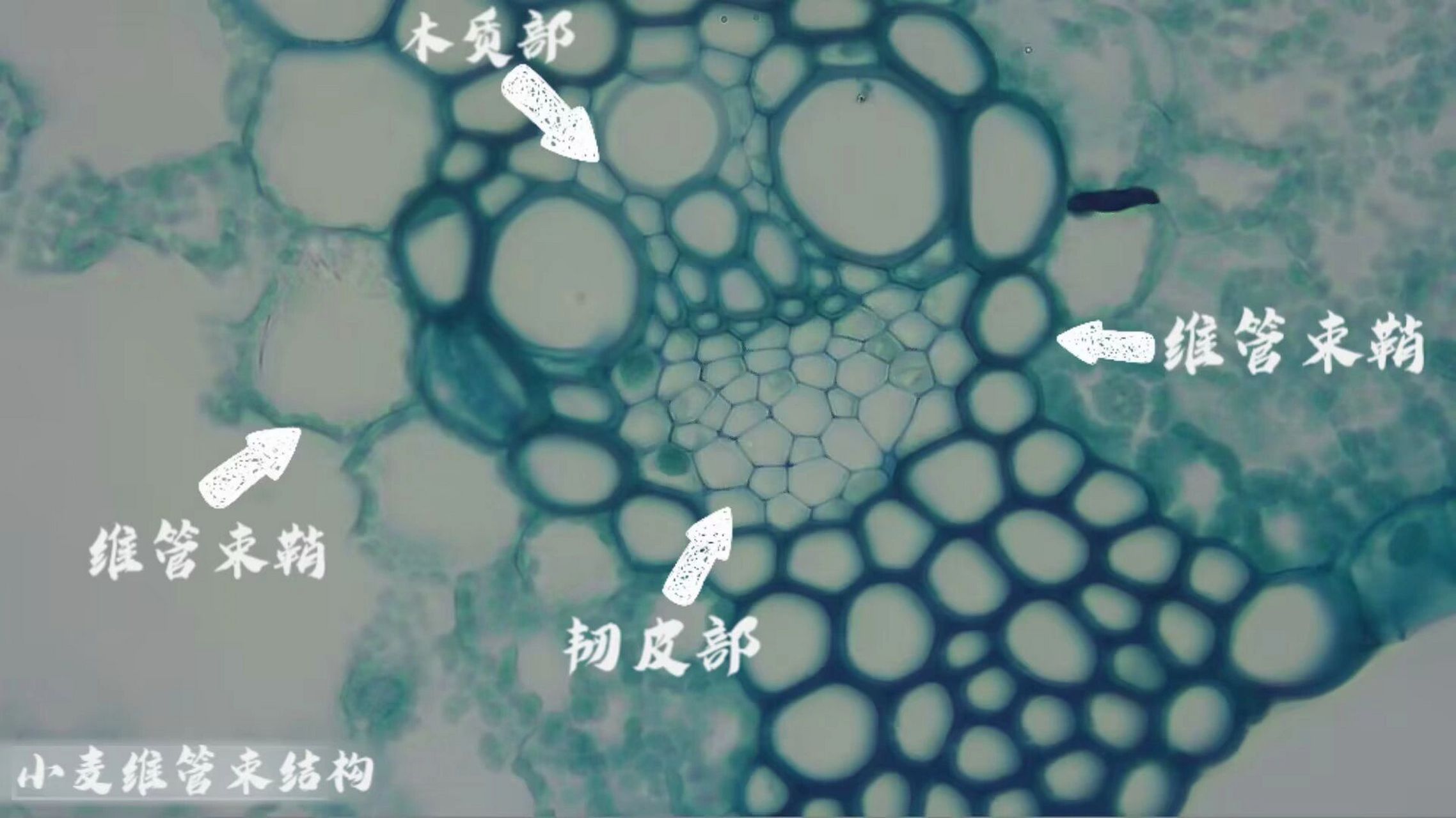 小麦茎横切图结构名称图片