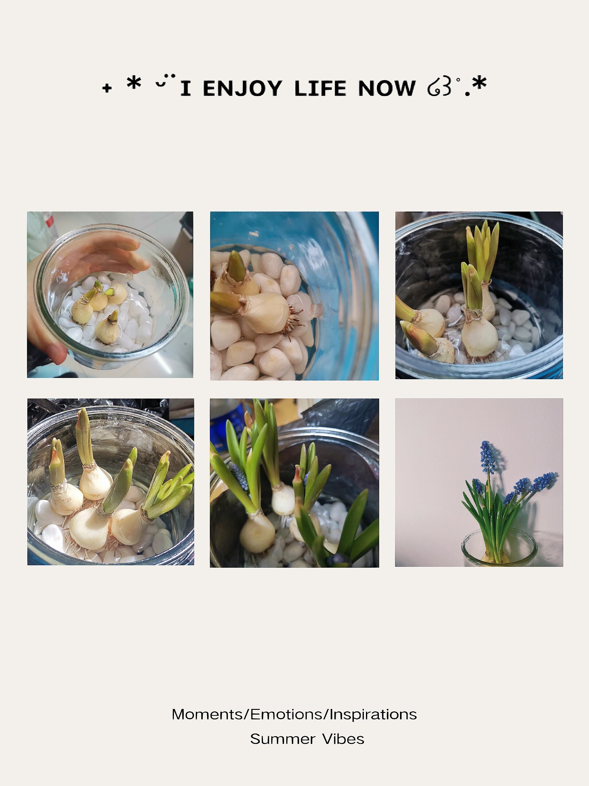 风信子种植日记