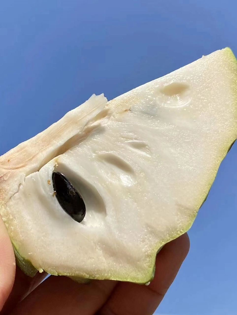 牛奶释迦 【牛奶释迦果】 肉乳白色,富含维生素a,b,c及蛋白质,铁,钙