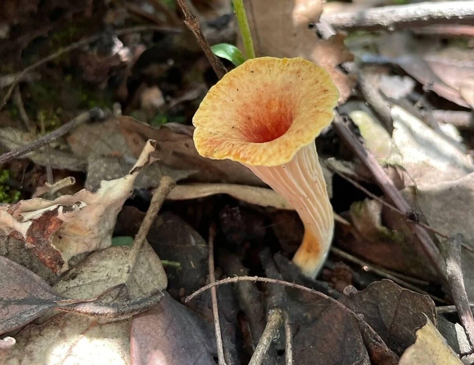 武陵山珍|科普|野生菌 喇叭菌 喇叭形状的黄色蘑菇,不仅美味还营养