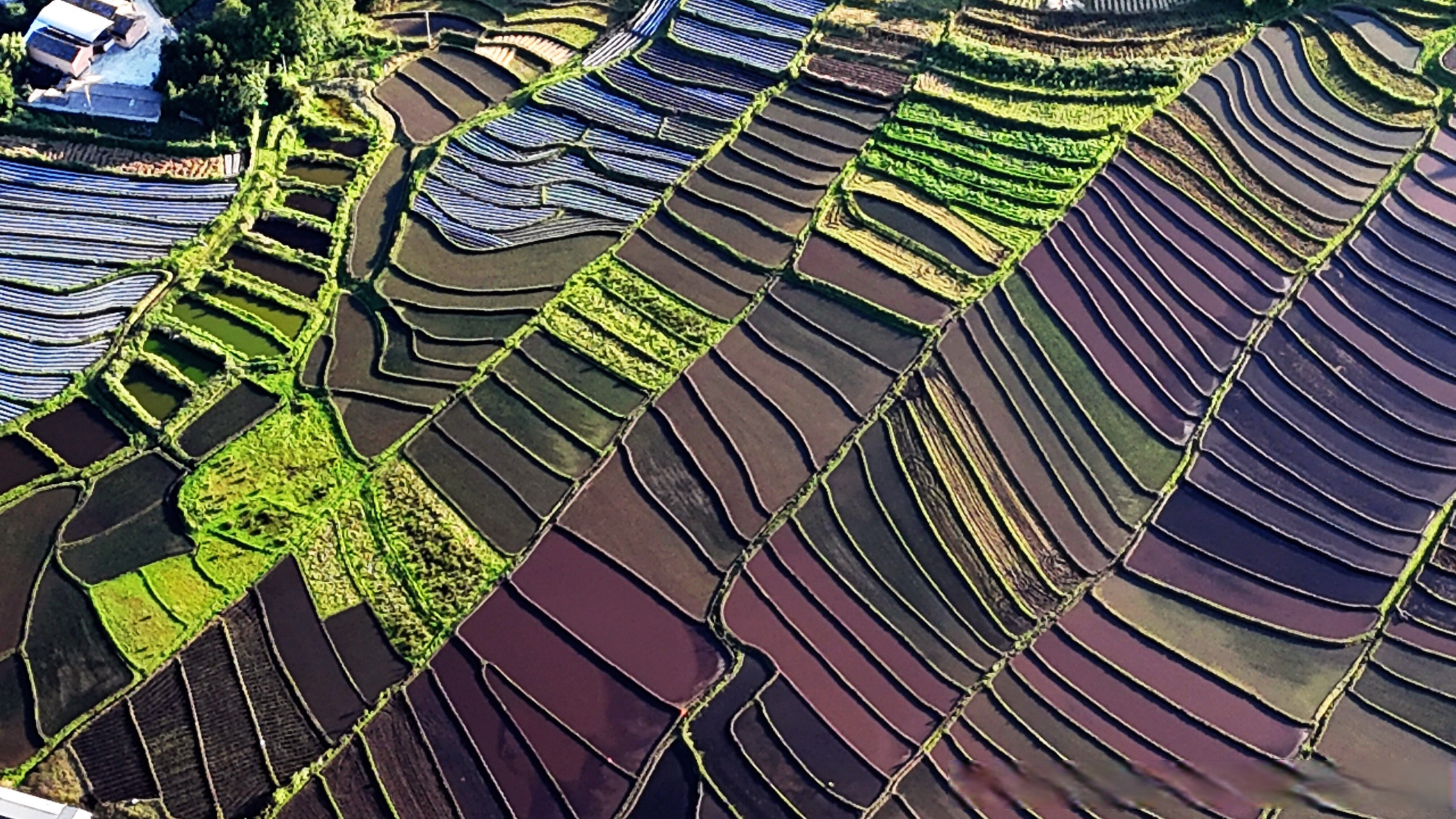 【保山腾冲:梯田是通往云端的台阶】夏日,云南保山腾冲市滇滩镇的梯田