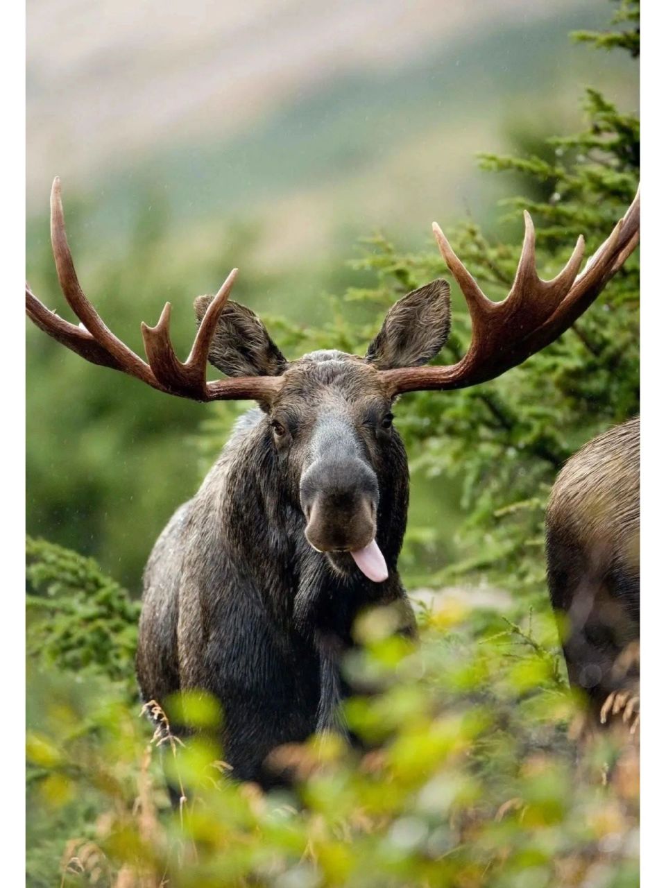 加拿大巨型鹿moose图片
