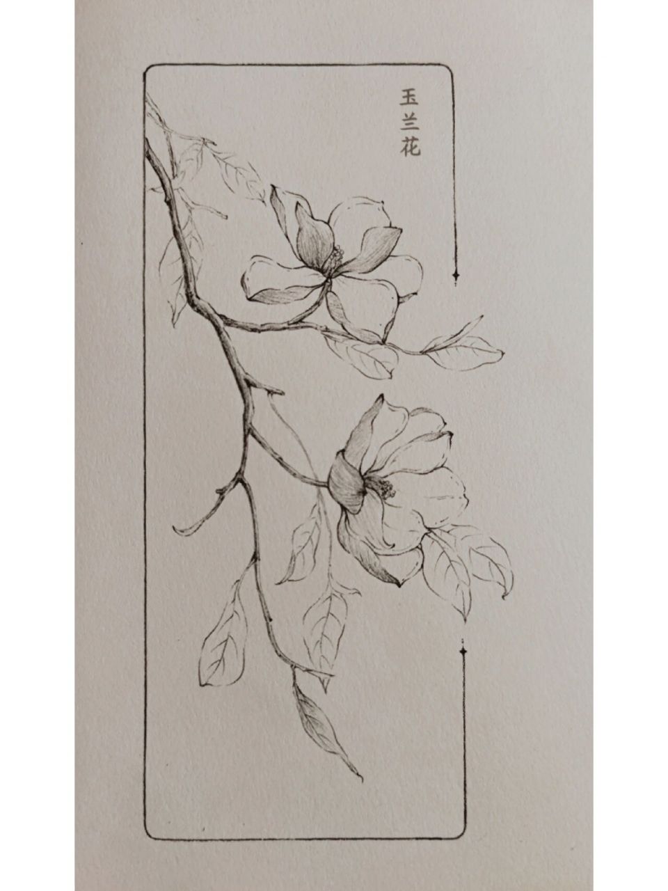 玉兰花素描简单图片