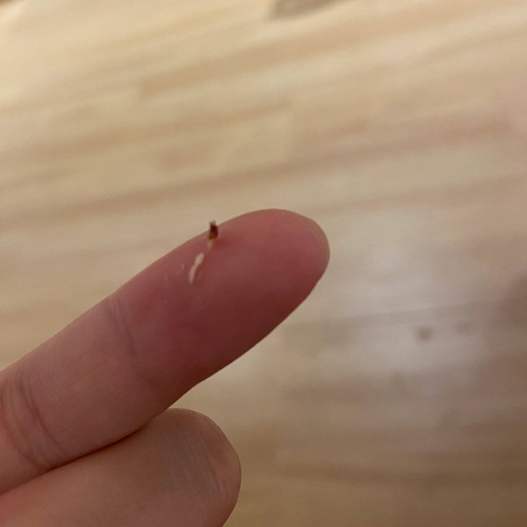 天猫超市买的双汇火腿肠吃出了虫子样的异物 一袋火腿肠已经吃了几根