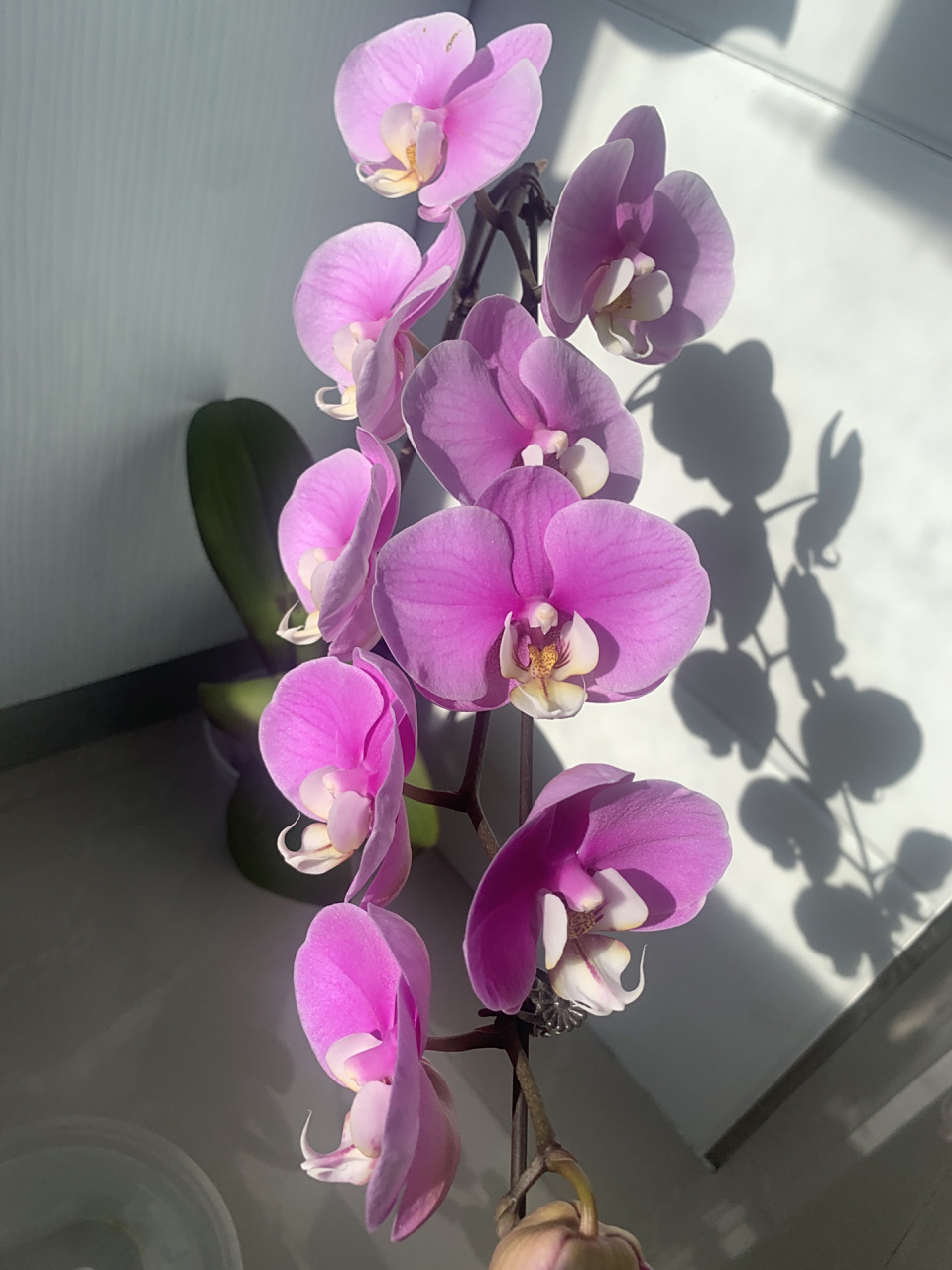 蝴蝶兰 安娜 阳光下的安娜 好美