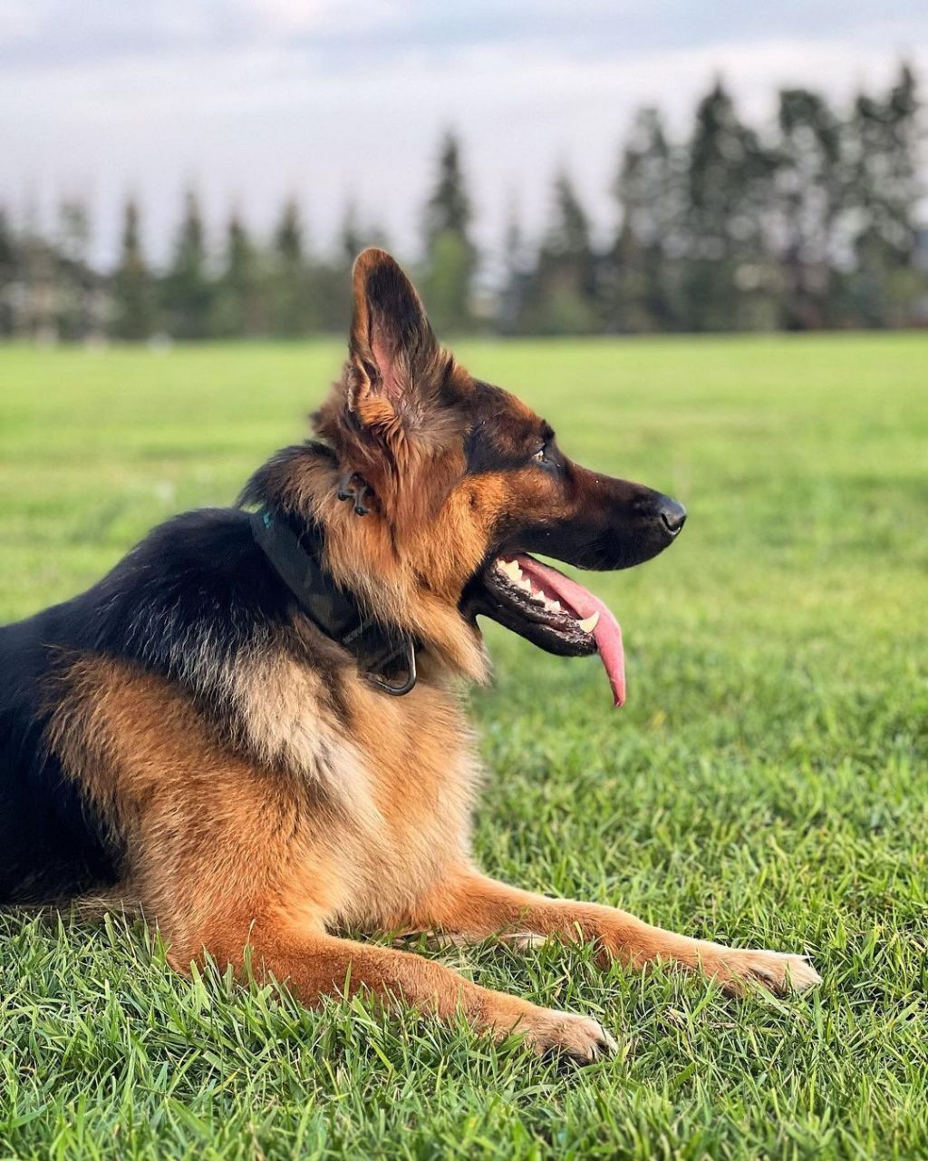 德国牧羊犬:品种特点,训练技巧和饲养指南 本基地常年出售赛系德国