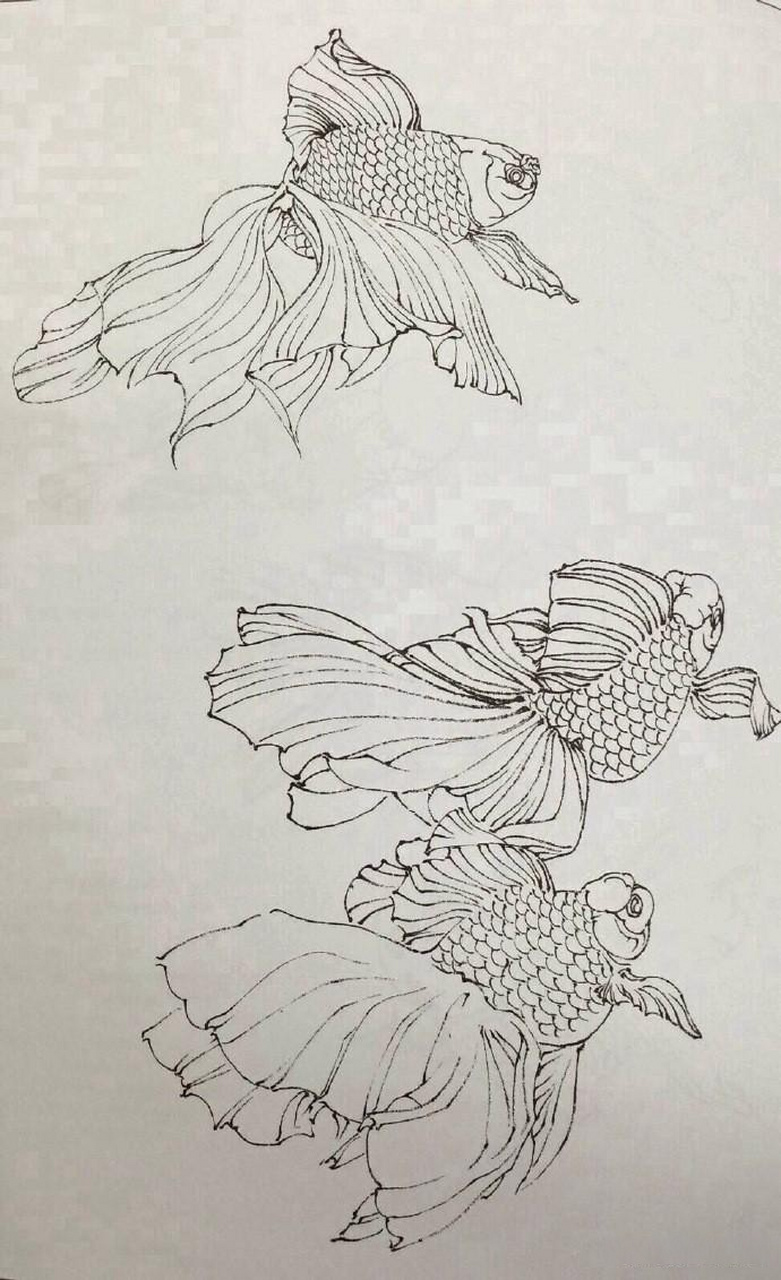 传统白描金鱼技法工笔画白描国画中国画