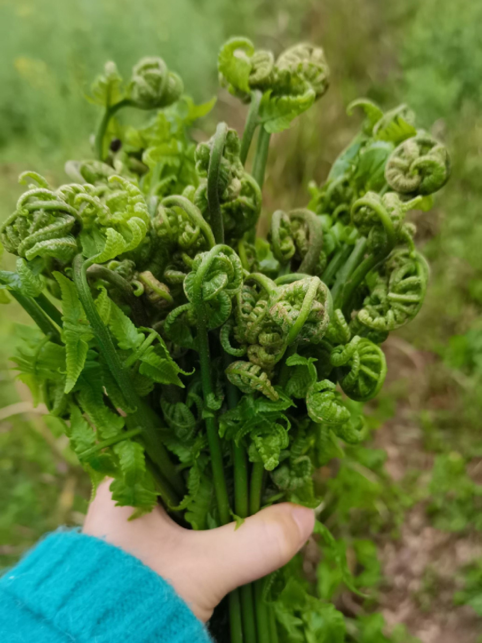 水蕨菜旱蕨菜,是春天里的美味05 春天万物复苏,各种好吃的野菜也