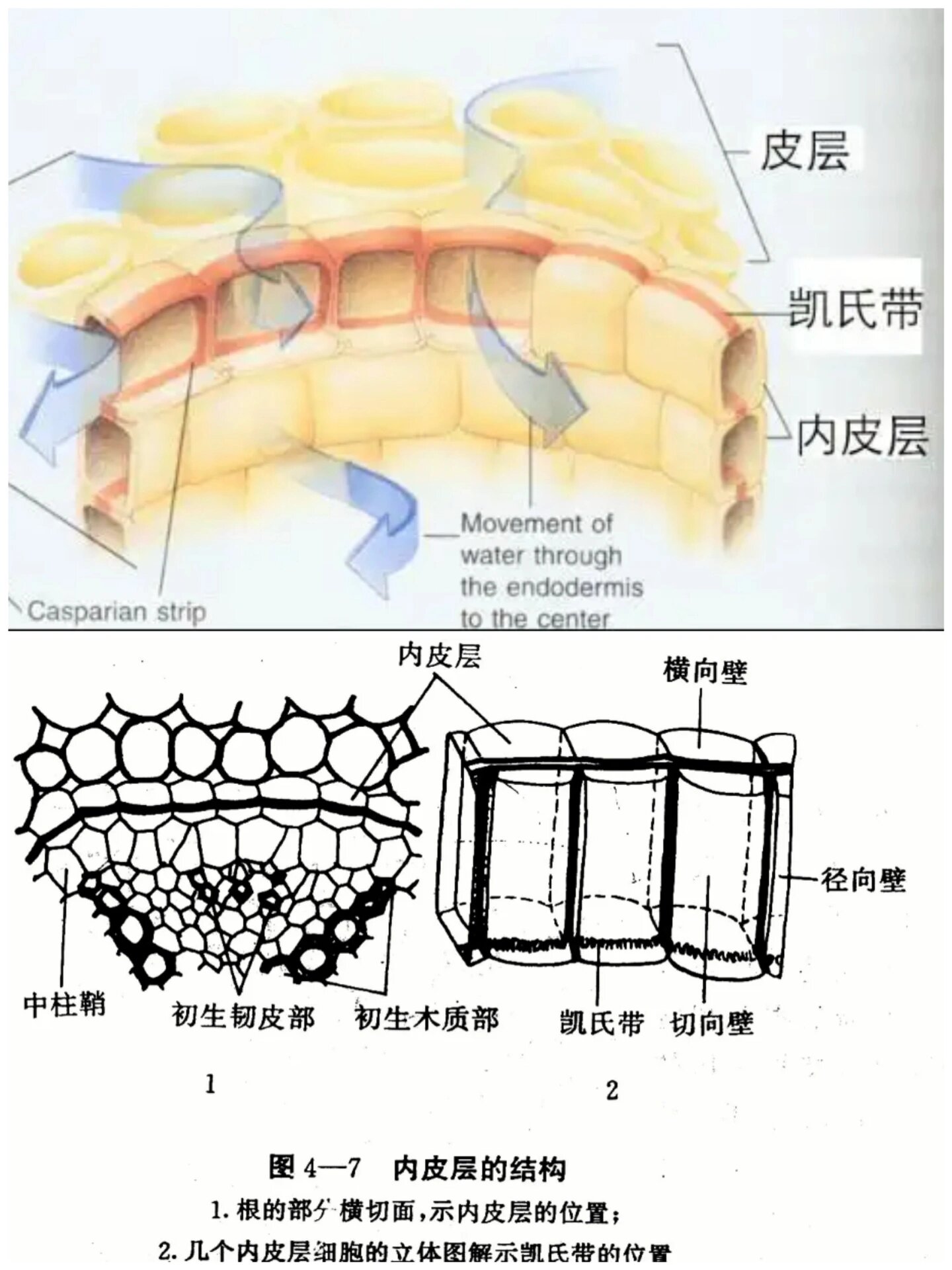 植物生物学