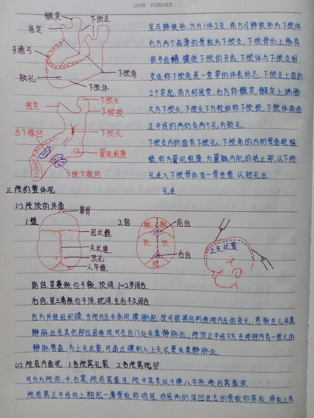 医学生笔记 骨学颅骨 95分部95下颌骨95颅的整体观 顶面