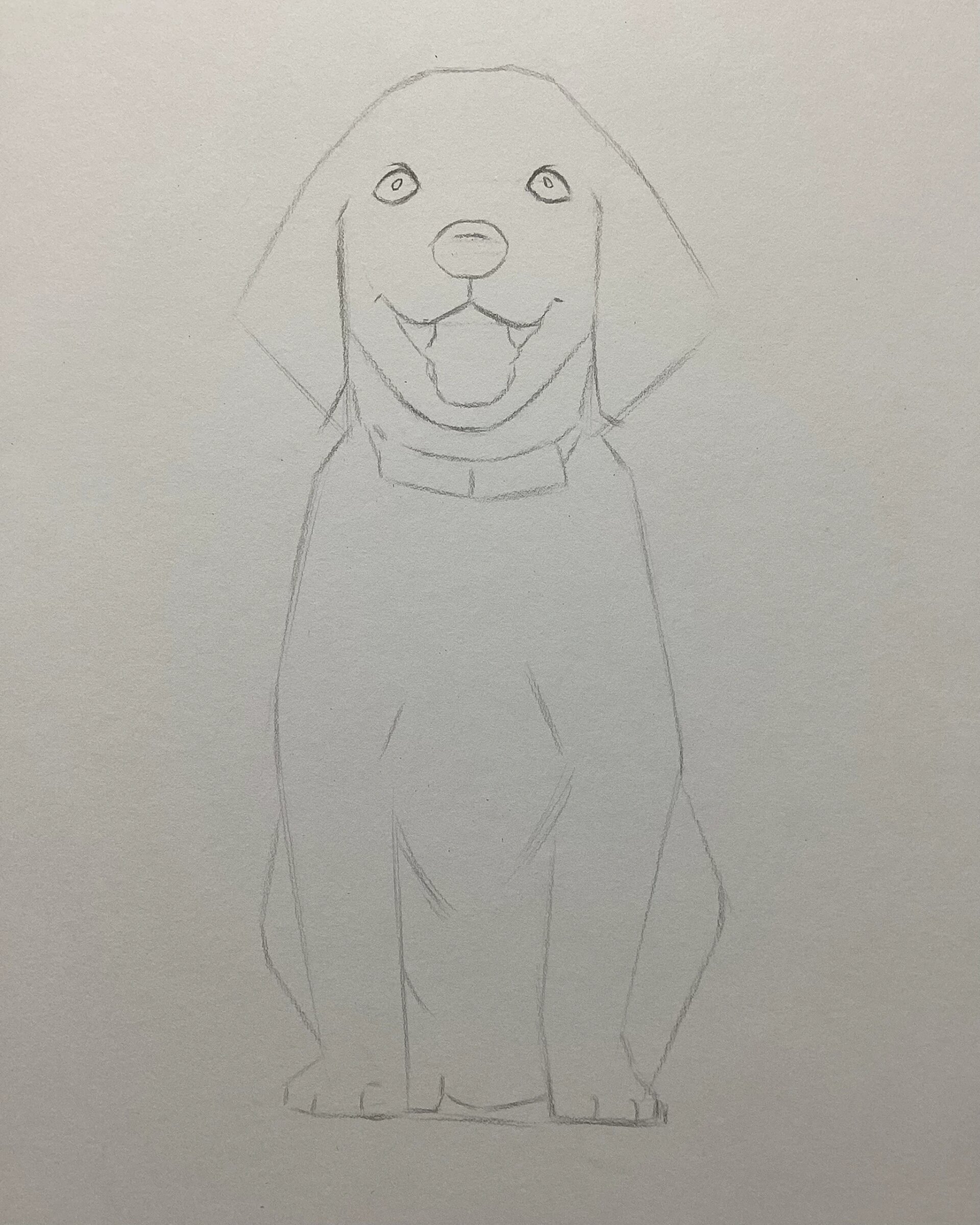 素描小金毛狗过程图