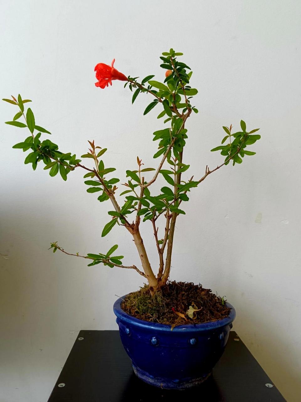 石榴雌雄花同株,一棵树上有雌花,也有雄花,自然条件下,蜜蜂把雄花花粉