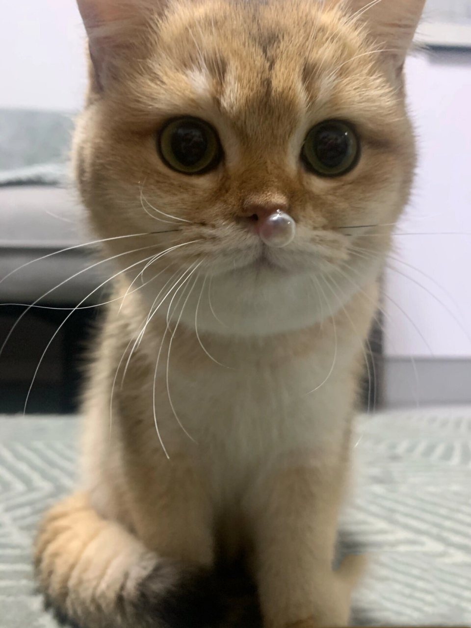 更:爆火的鼻涕泡小猫 病情其实很危急98697115 感谢大家对上