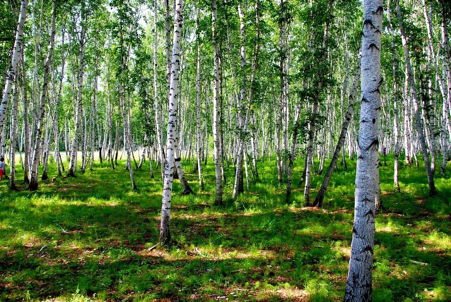 内蒙古呼伦贝尔白桦林 白桦林景区属于内蒙古呼伦贝尔额尔古纳,占地