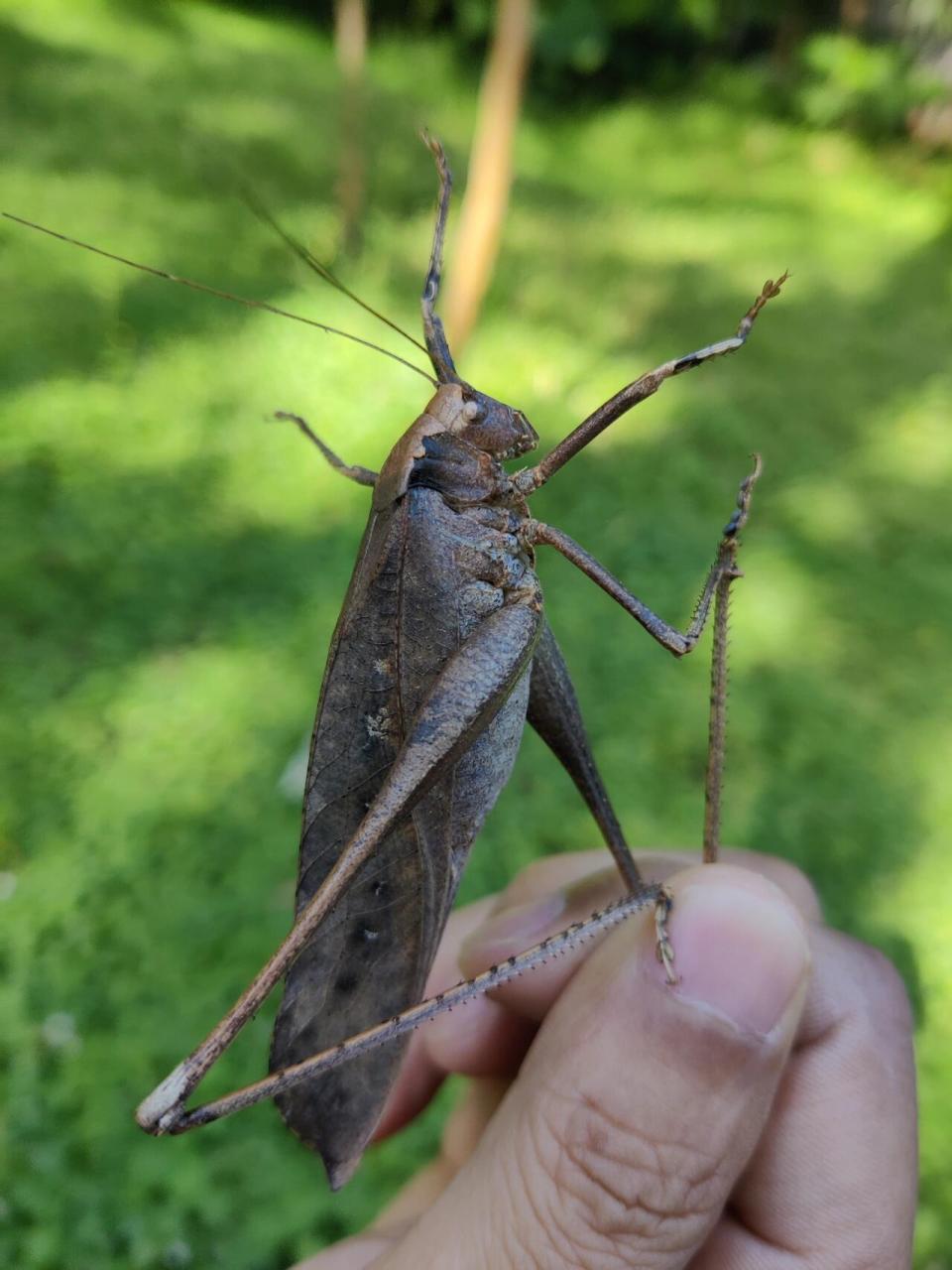 🌾 看这土蚂蚱图片,它们身穿绿色战袍,威风凛凛,仿佛是大自然的