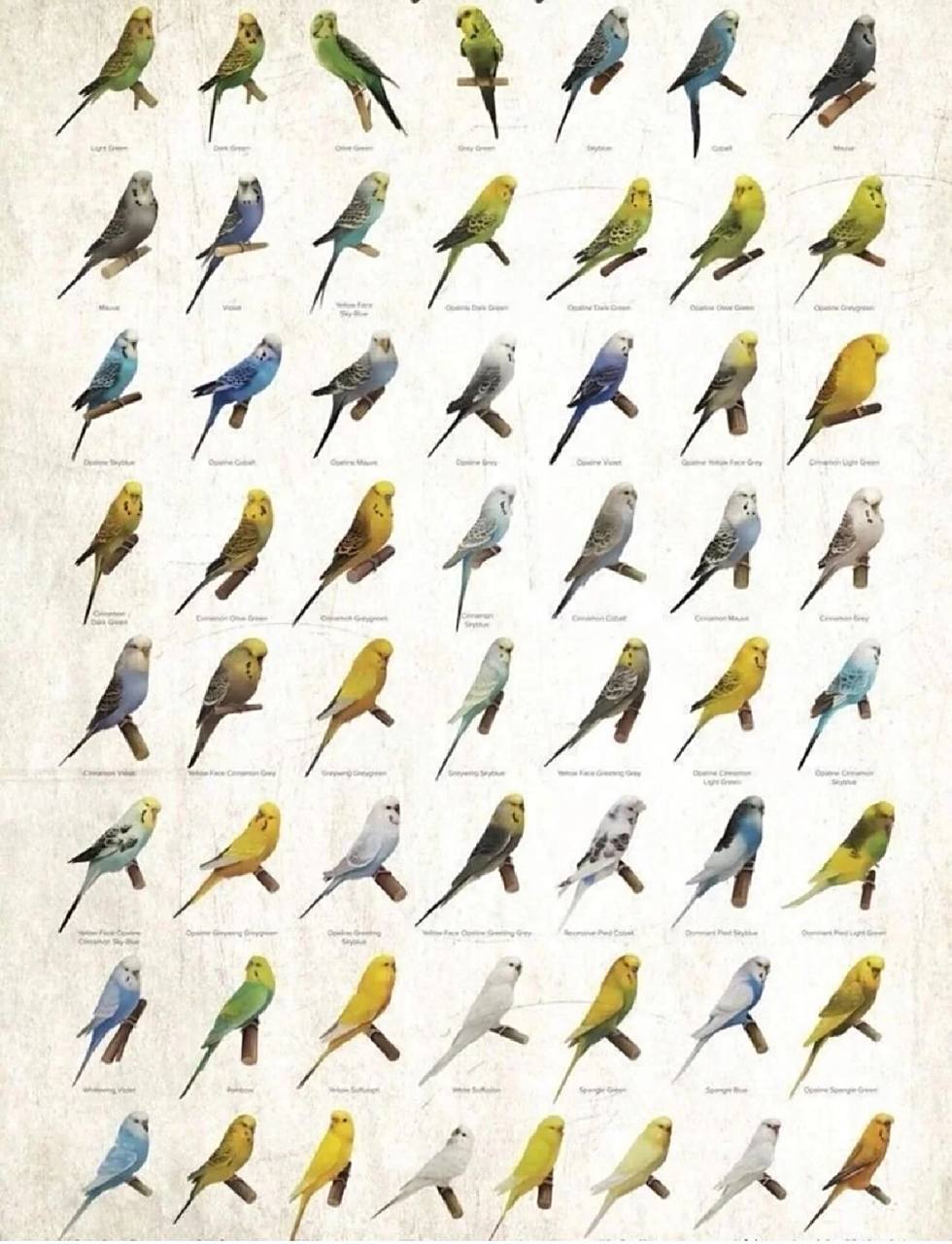 虎皮鹦鹉00新手常识〈4〉花色        虎皮鹦鹉