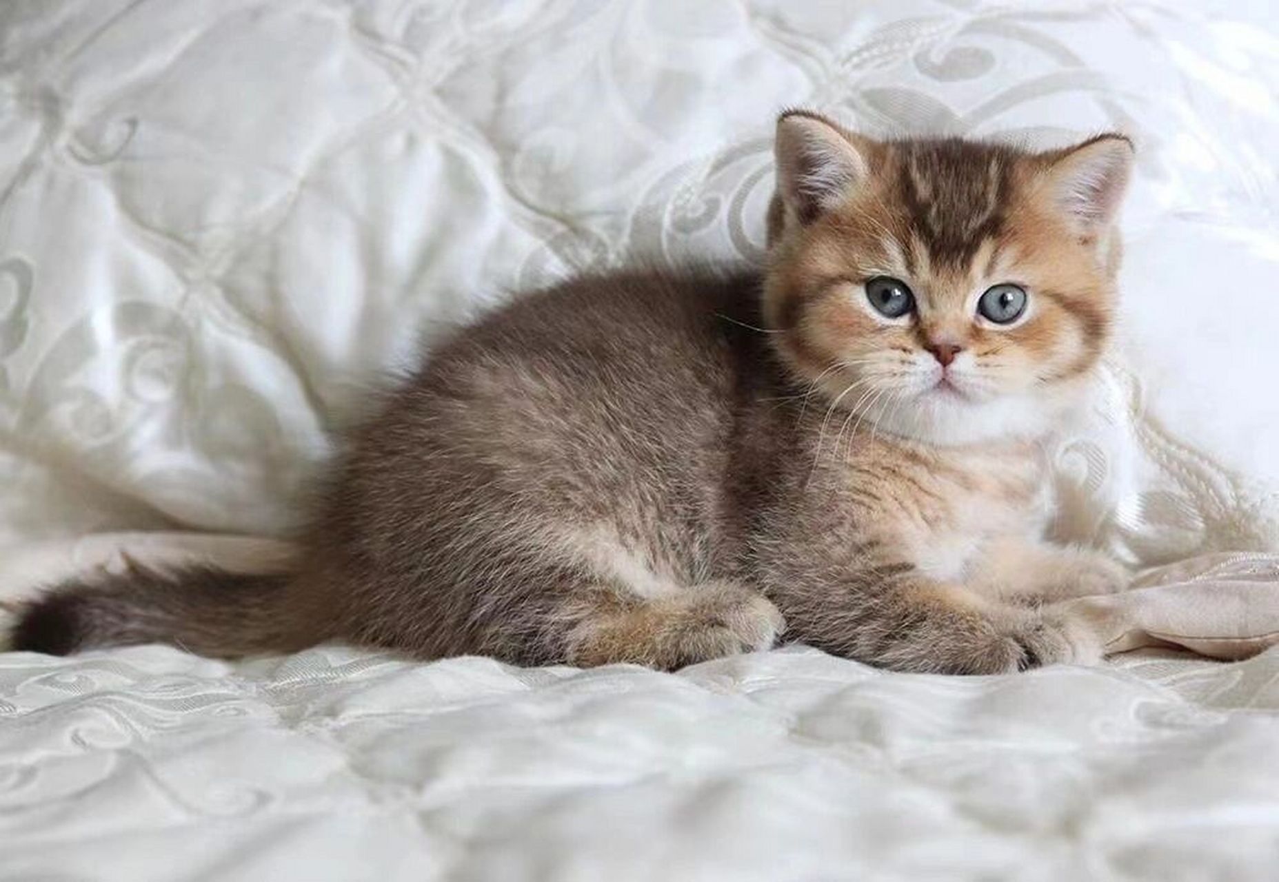 97繁育课堂丨小鹿金渐层介绍(3) 6015继续之前的分享6015