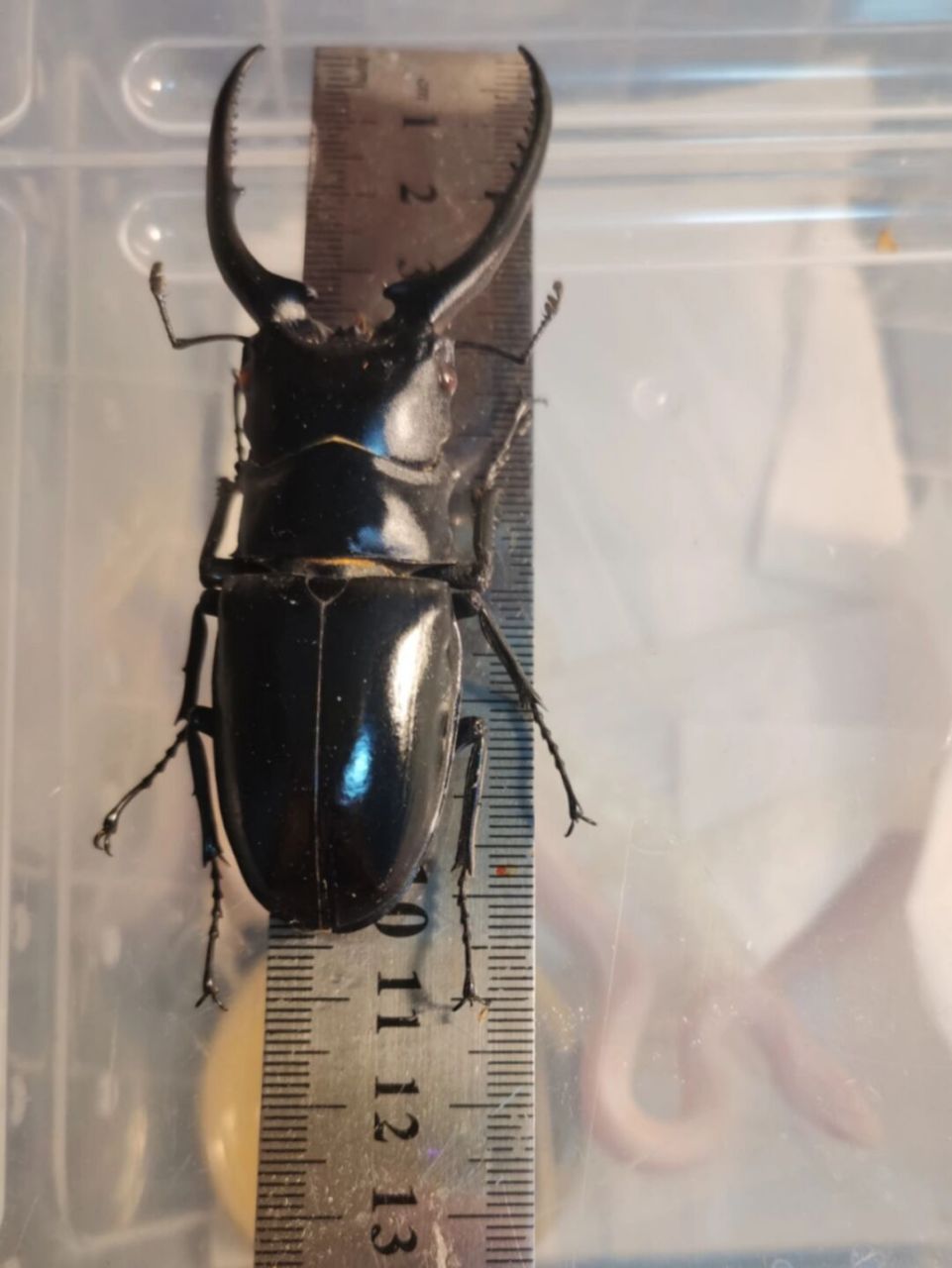 💚孔夫子锯锹甲💚 💚孔夫子锯锹甲是我国体长最长的甲虫,分布于