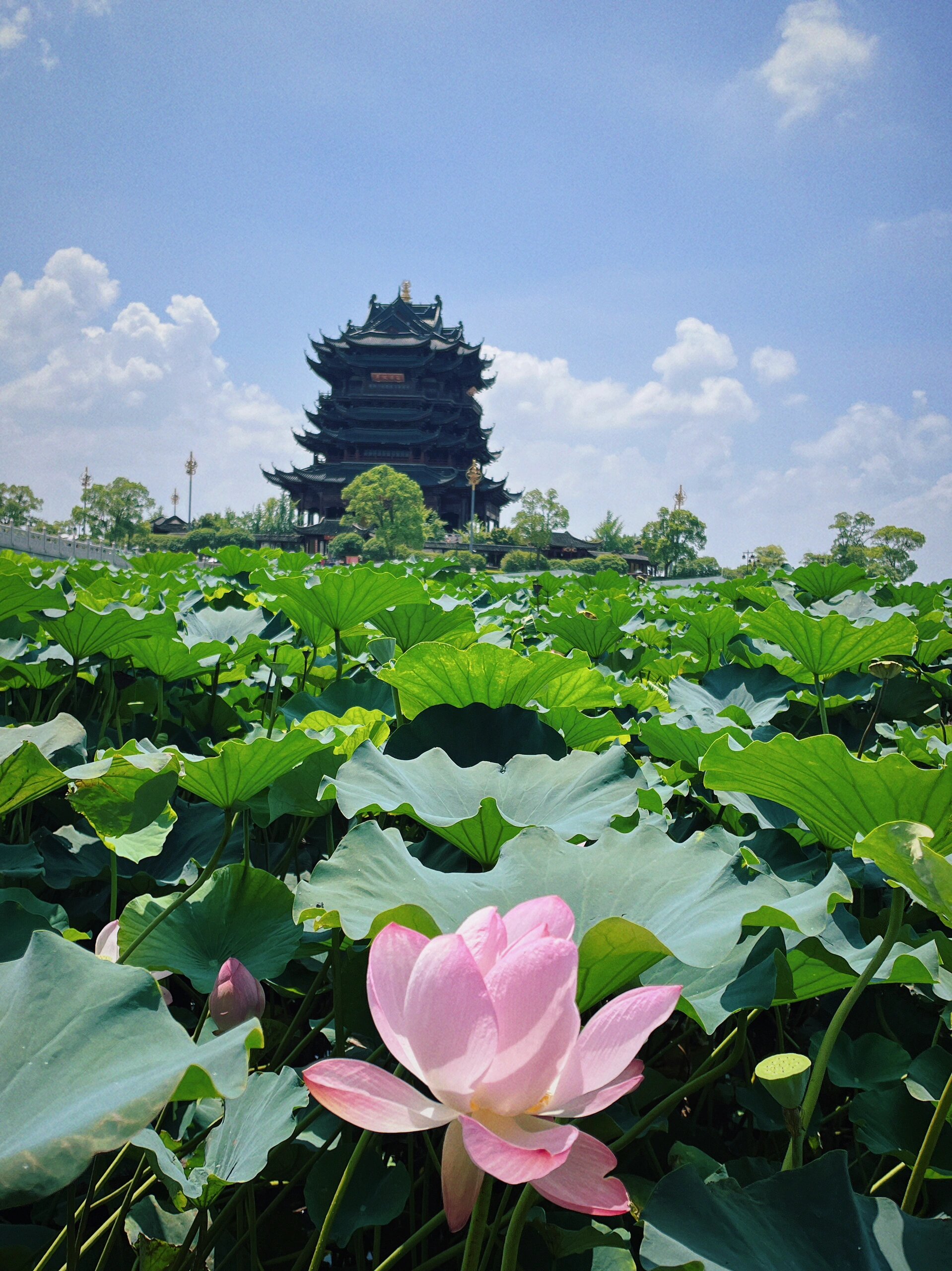 苏州最美寺庙咖啡茶95重元寺荷花 今日六月十九来重元寺最美水上