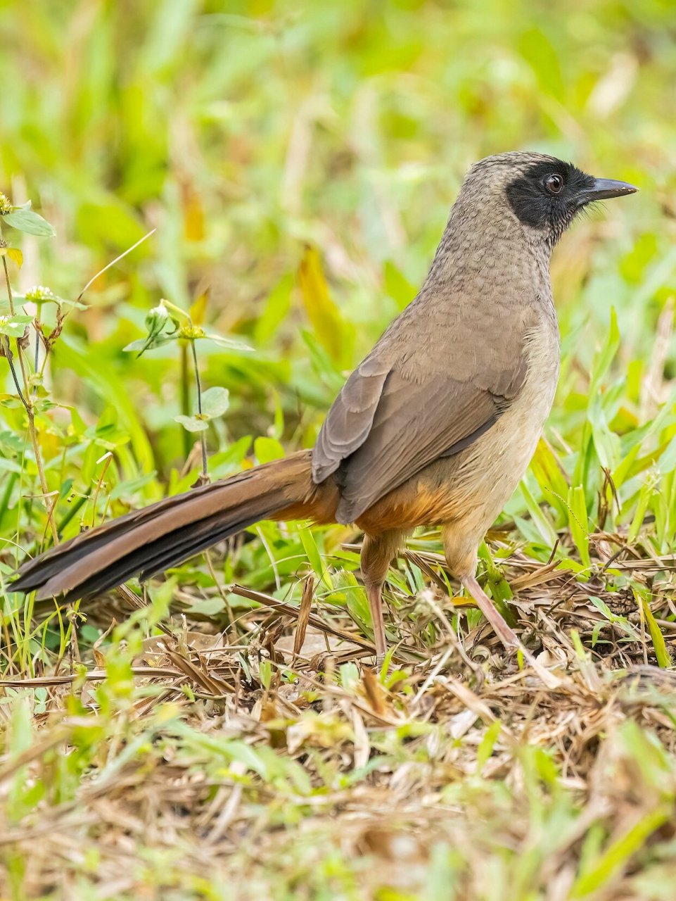 黑脸噪鹛 俗称土画眉