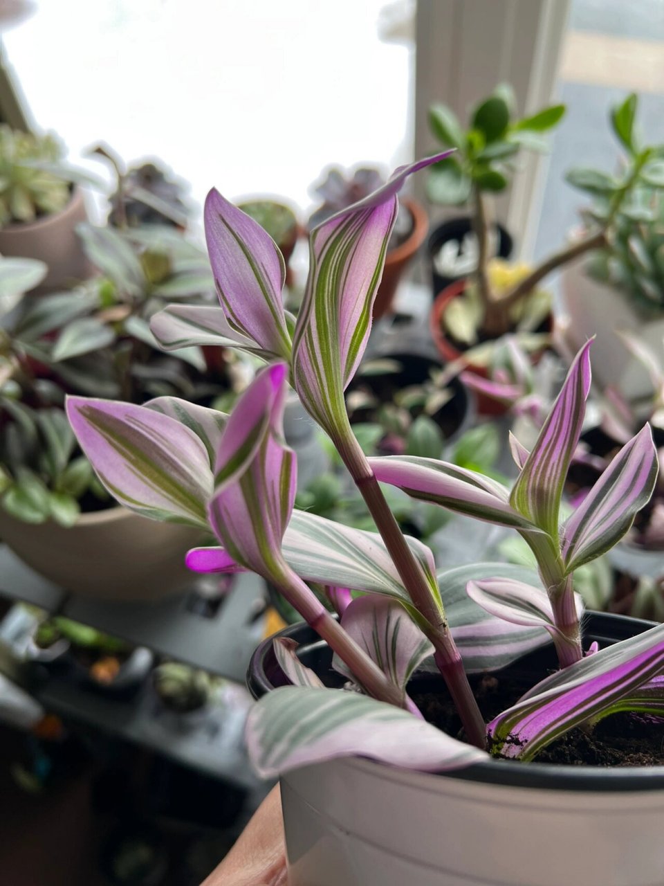 提问贴-油画吊兰新叶为什么是卷起来的 最近扦插了一波油画吊兰,成活