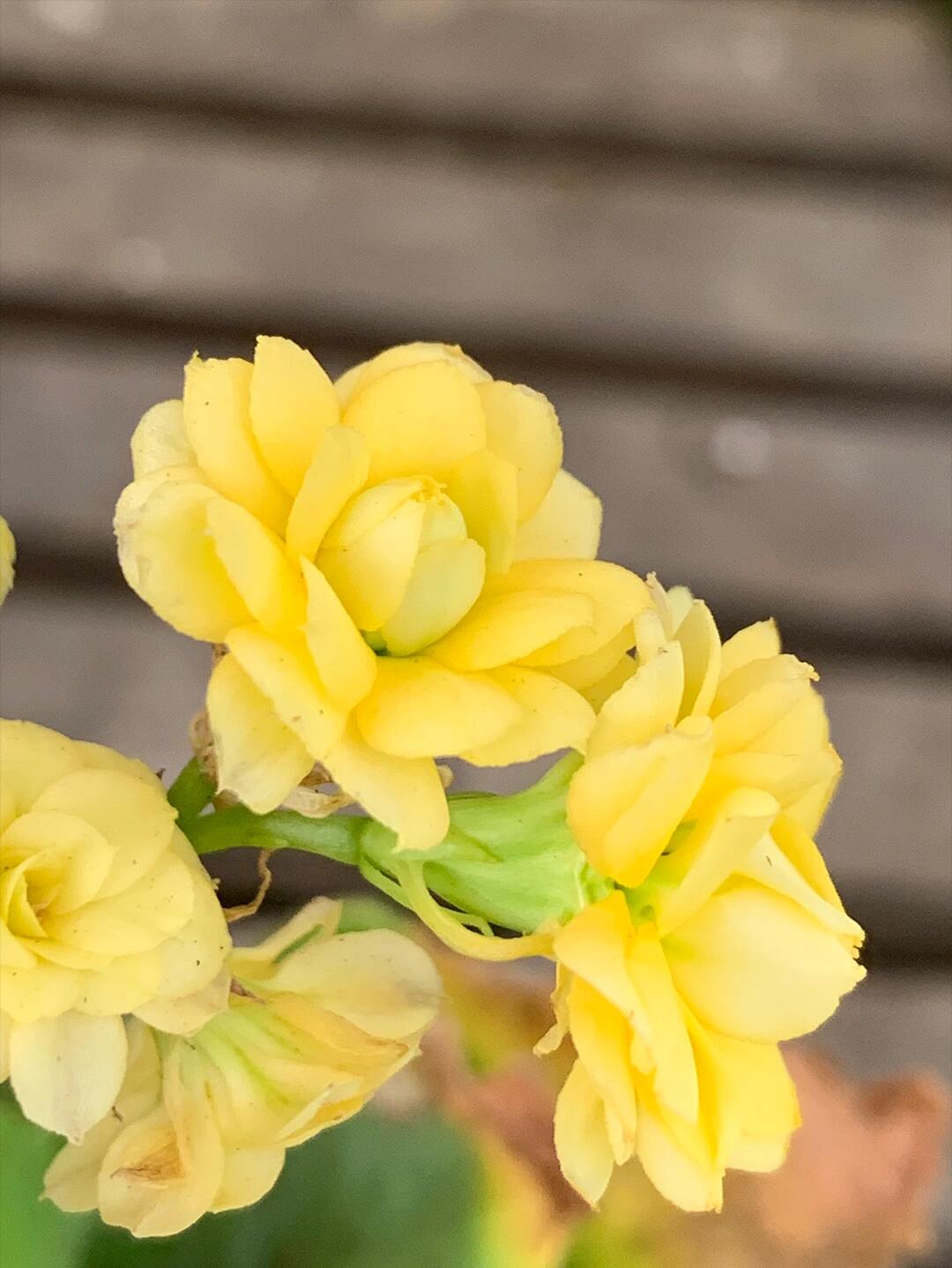 柠檬冰淇淋长寿花(36),黄色系列