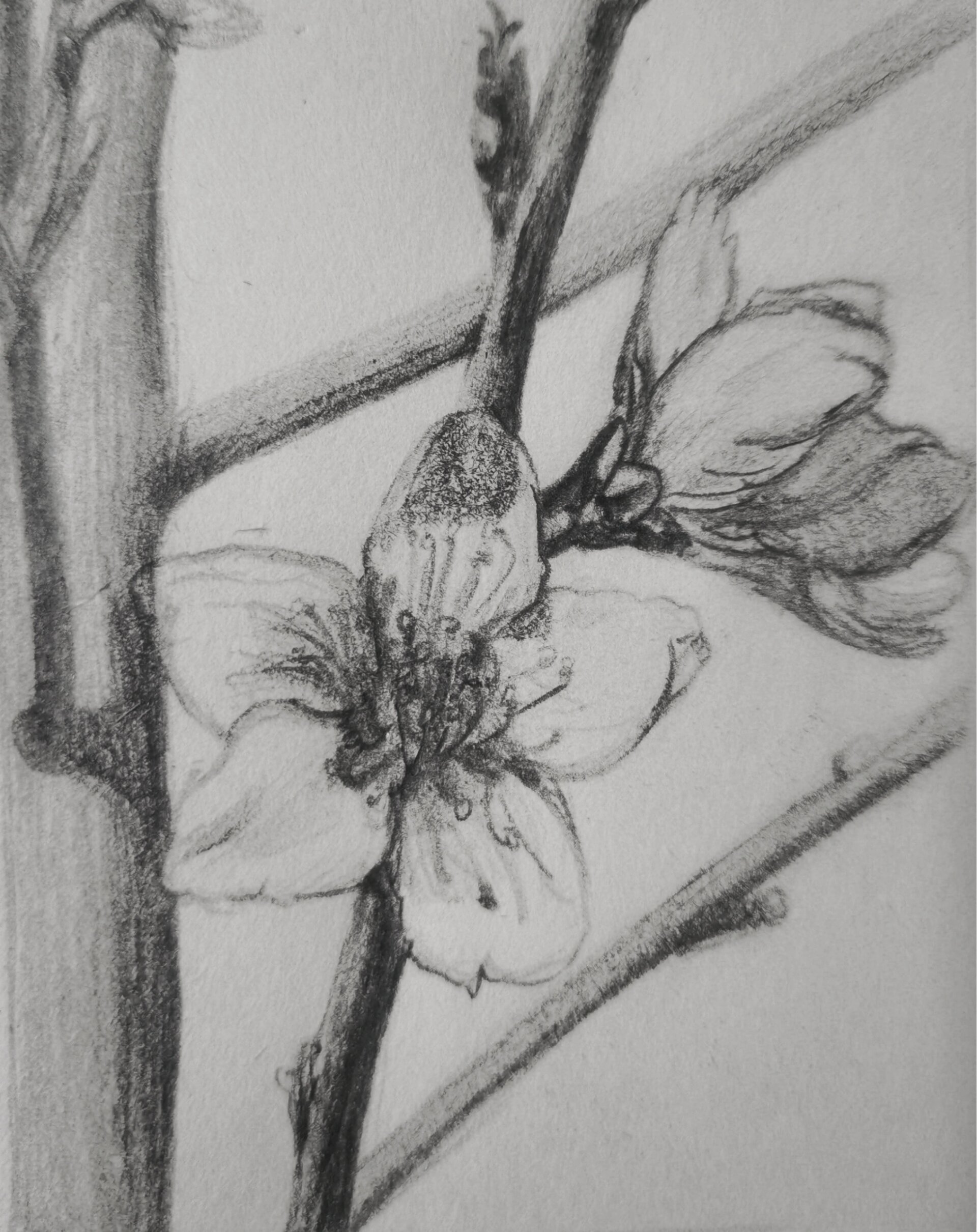 桃花素描画