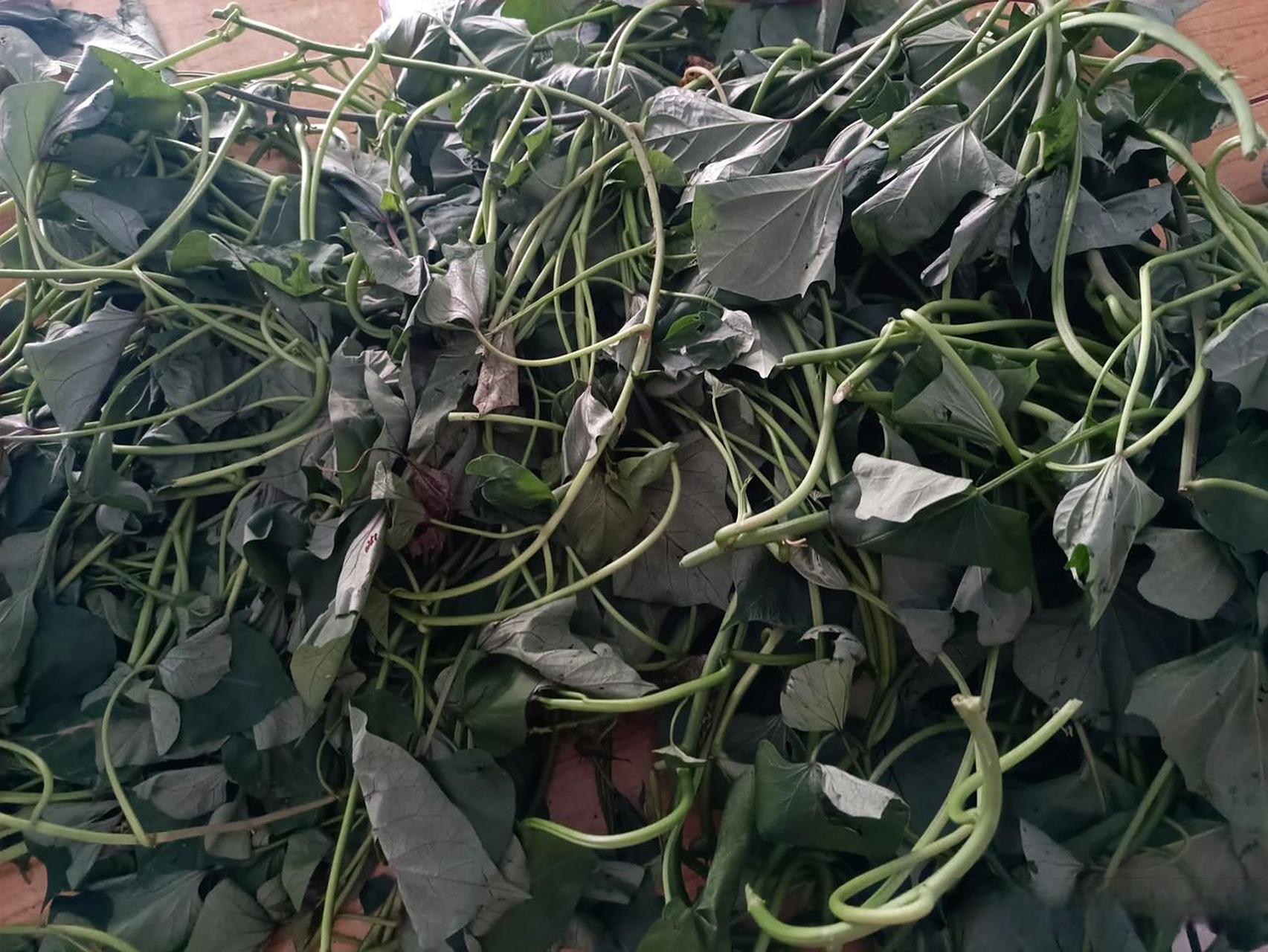 玉凤的小儿子在我这上学,她家门口种个大菜园,她每次来都给我拿菜