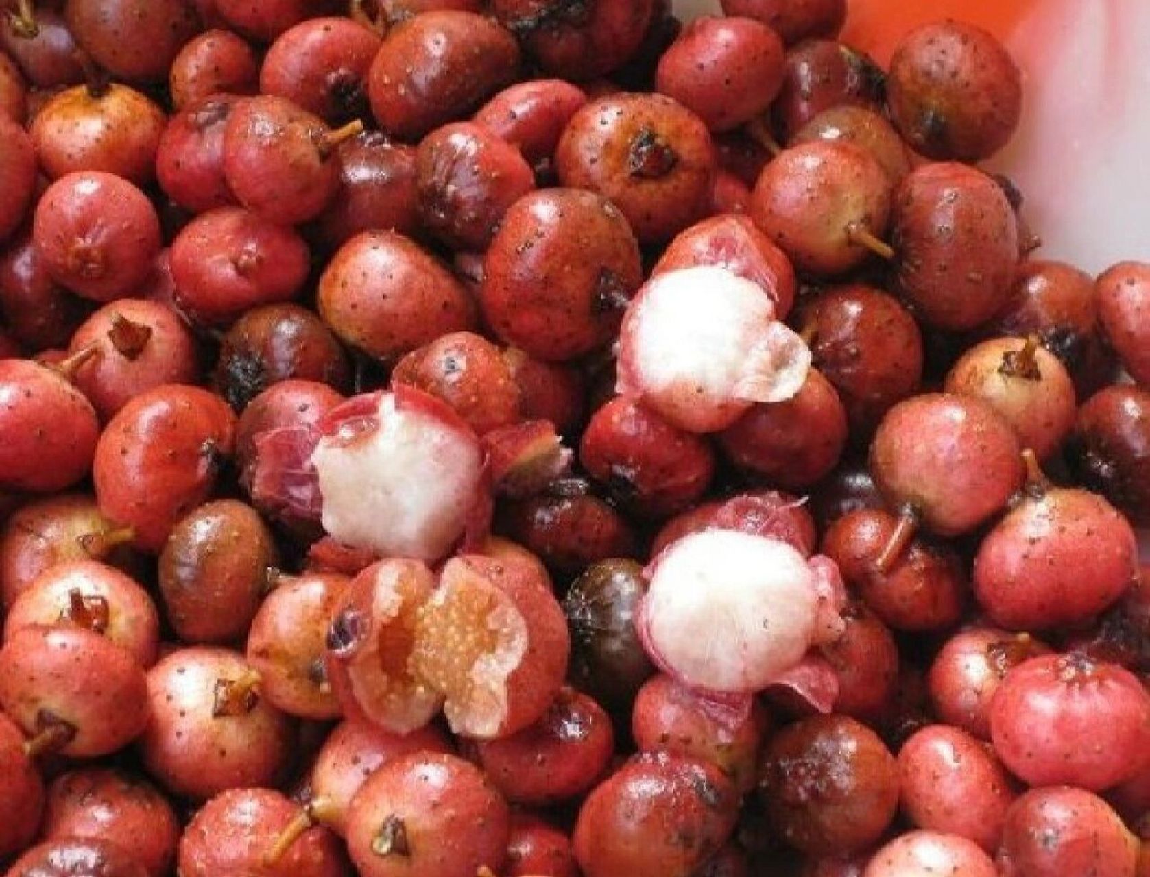 最美味的野果&野地瓜 这种野果估计只有南方的朋友才懂得它的美味吧!