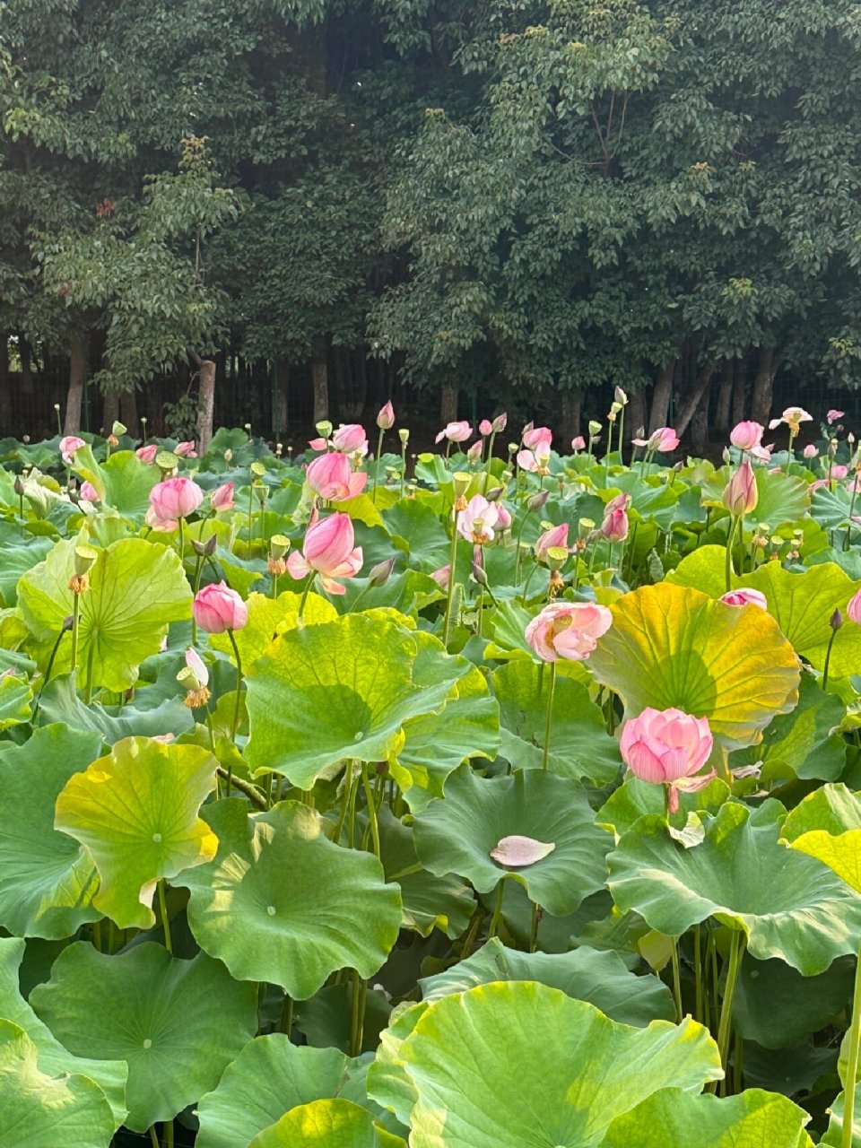 呈贡江尾村图片