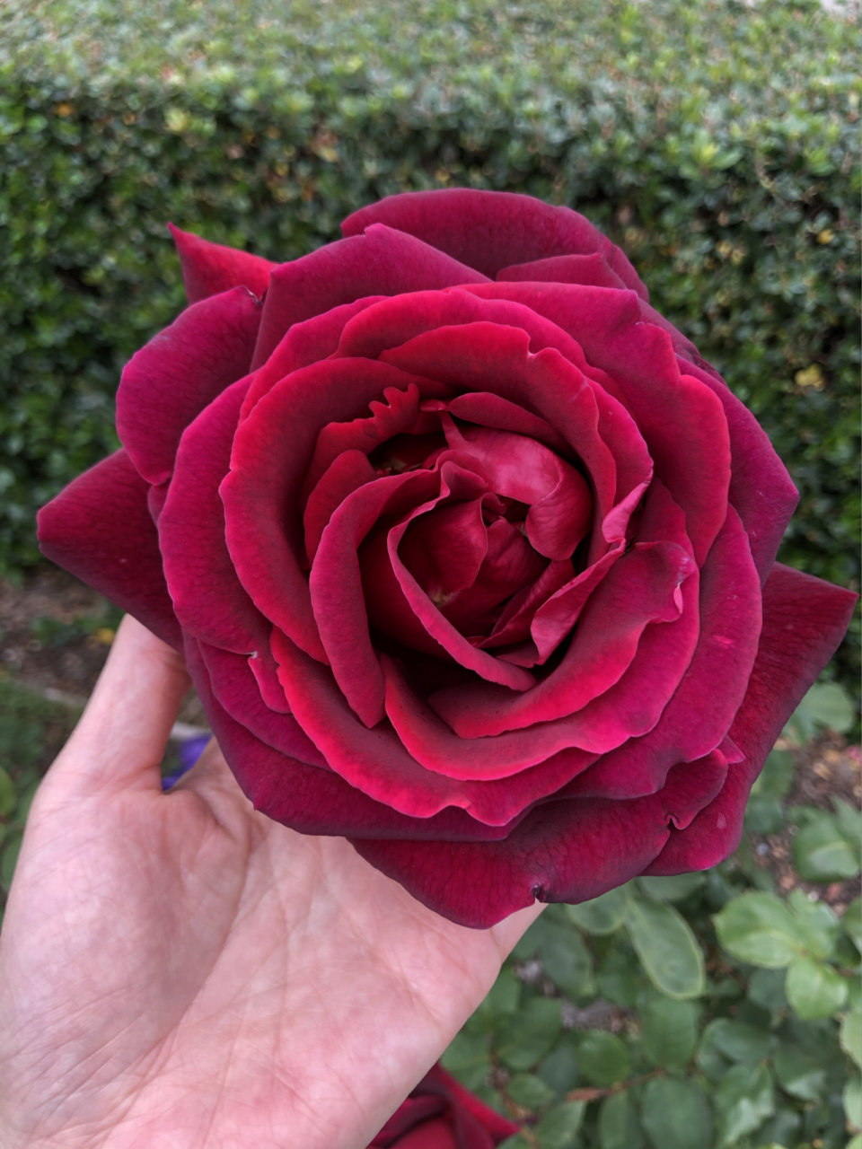 lincoln 林肯先生月季95 林肯春花,各个阶段的样子.