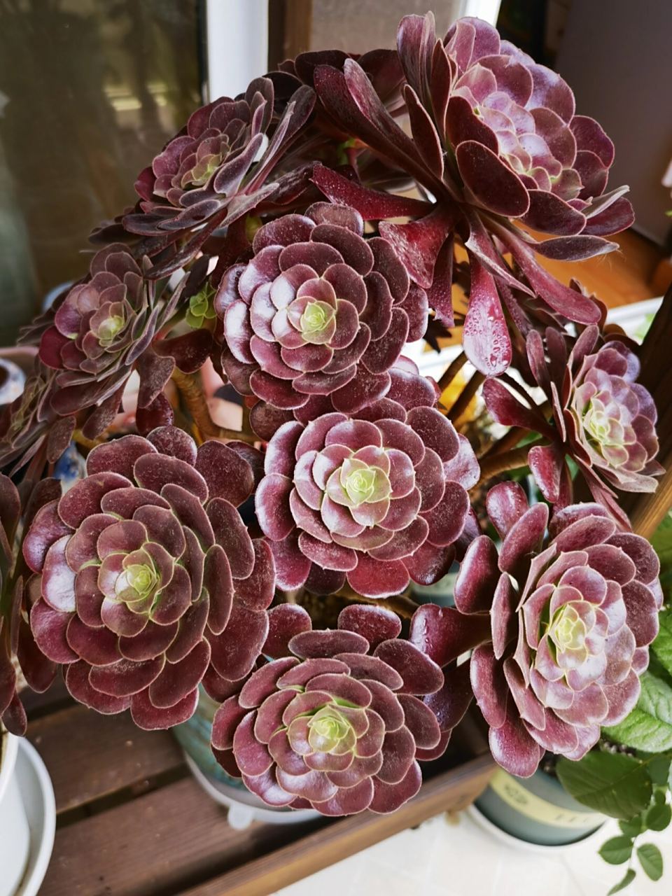 第三年的欧紫 2021年6月22日,纪录我养了第三年的欧紫法师,也是我最爱