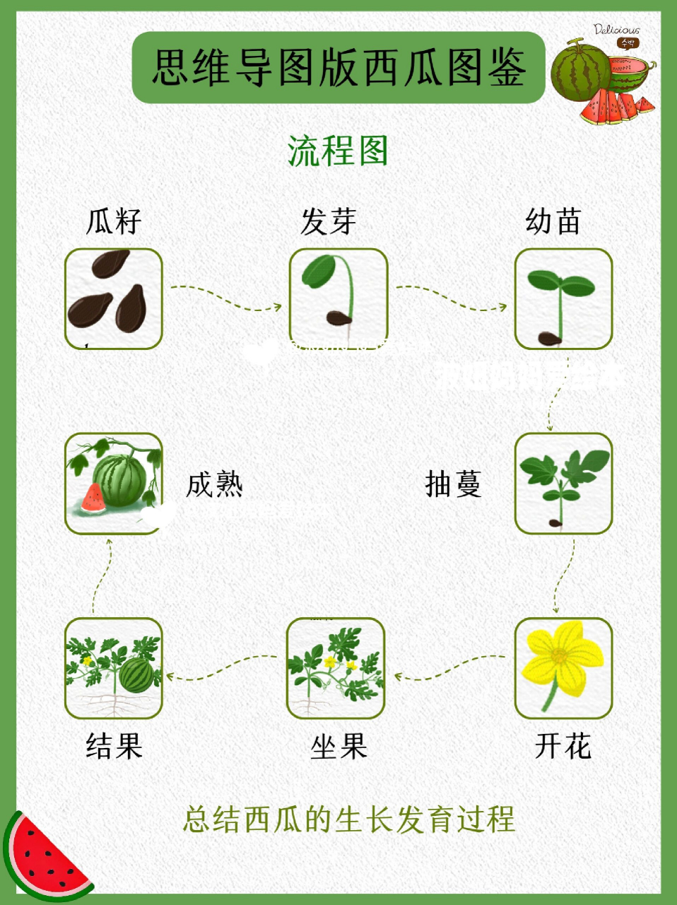 种植西瓜思维导图图片