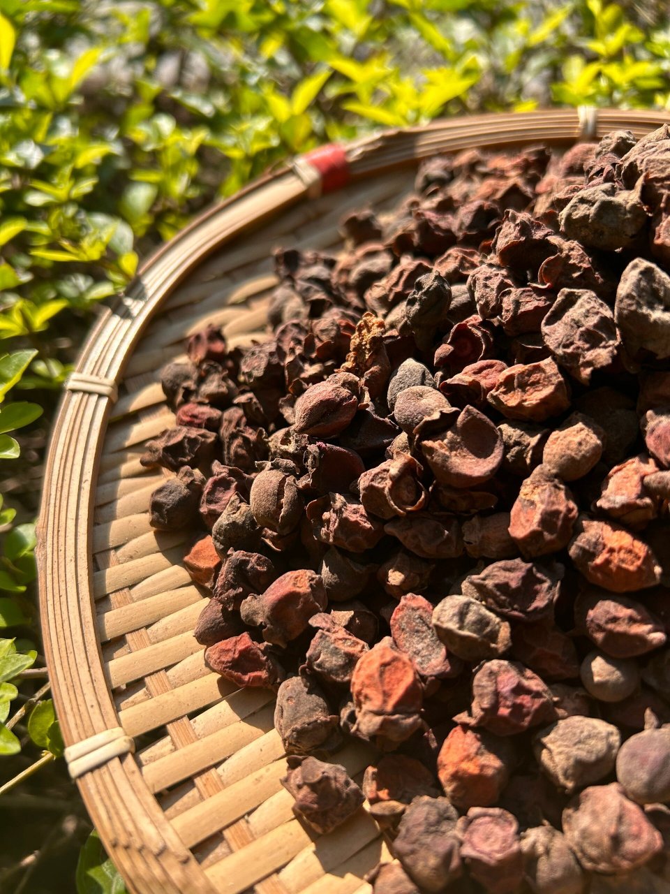 多尼干也叫桃金娘 多尼干也叫桃金娘, 炖汤,泡酒 煮茶水都可以 166