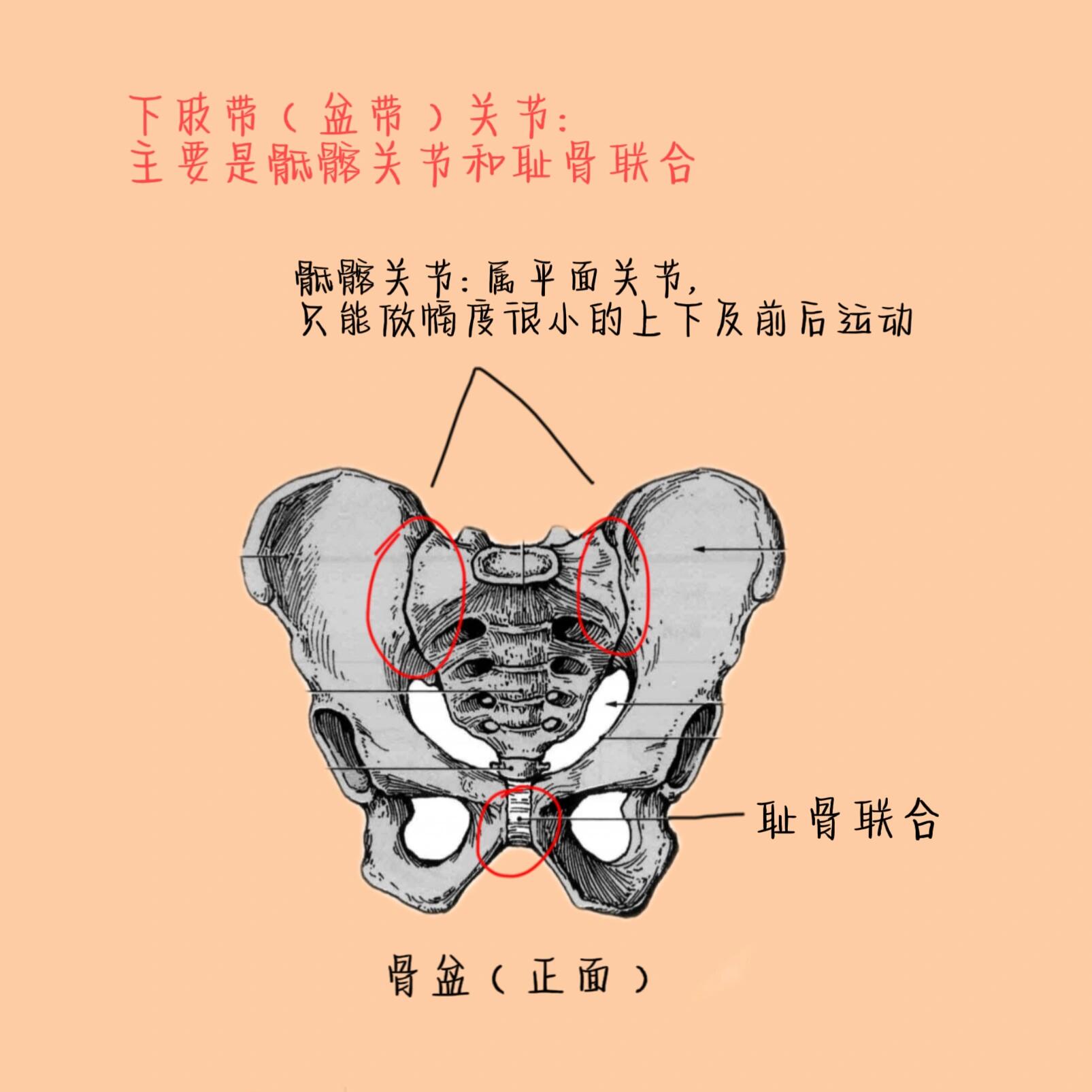 下肢主要关节 骨盆