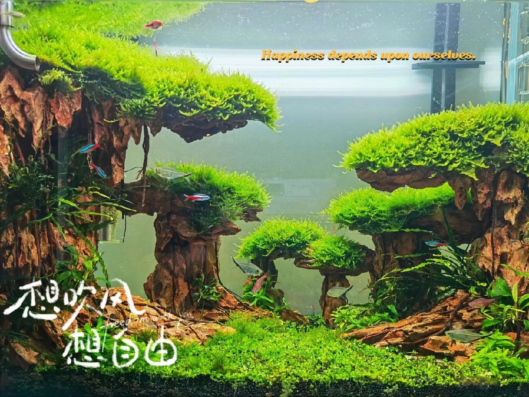 水草缸造景过程图集 朋友是做设计的,想在自己的办公室放一个水草缸.