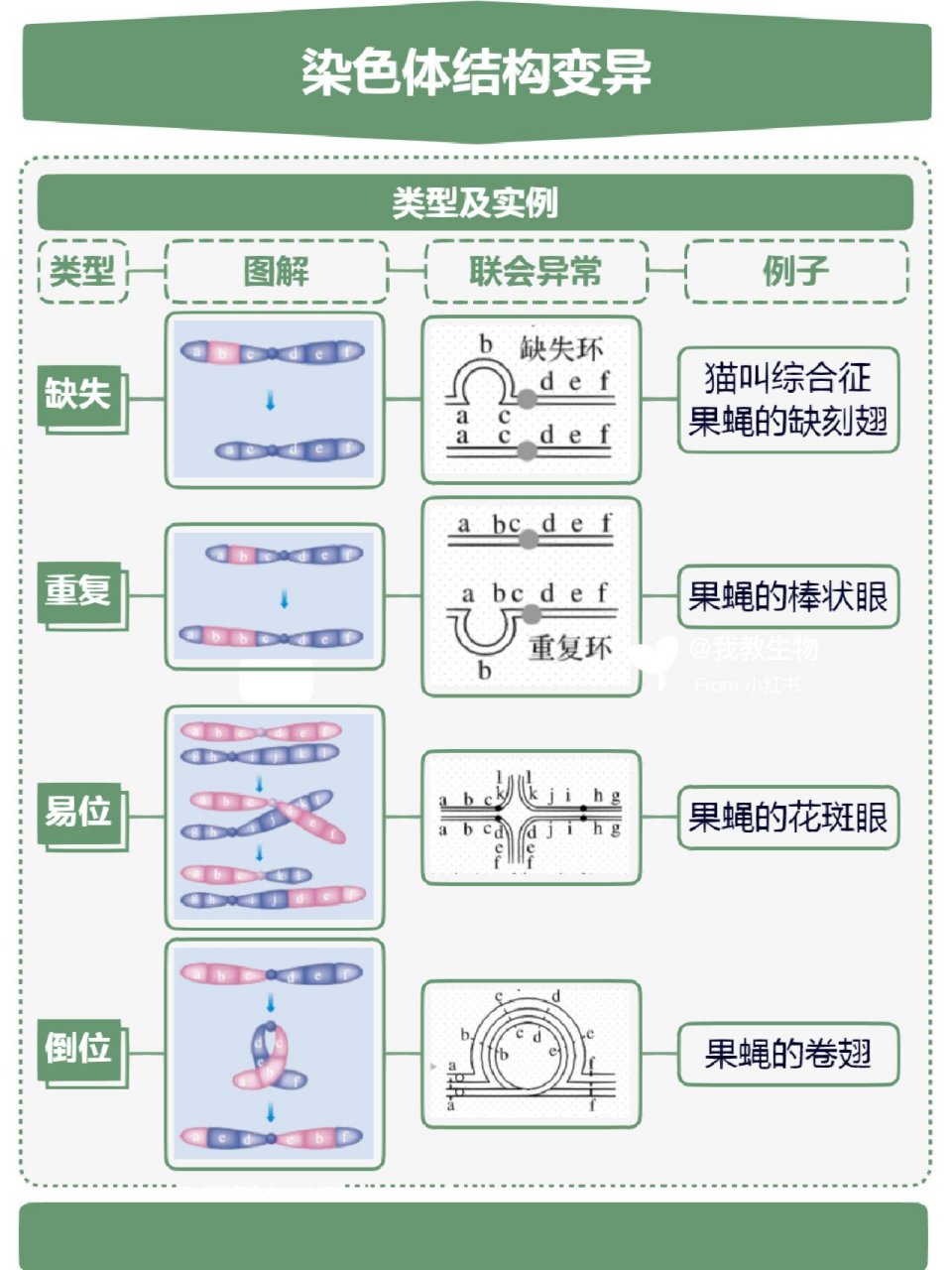 染色体上的基因型图解图片