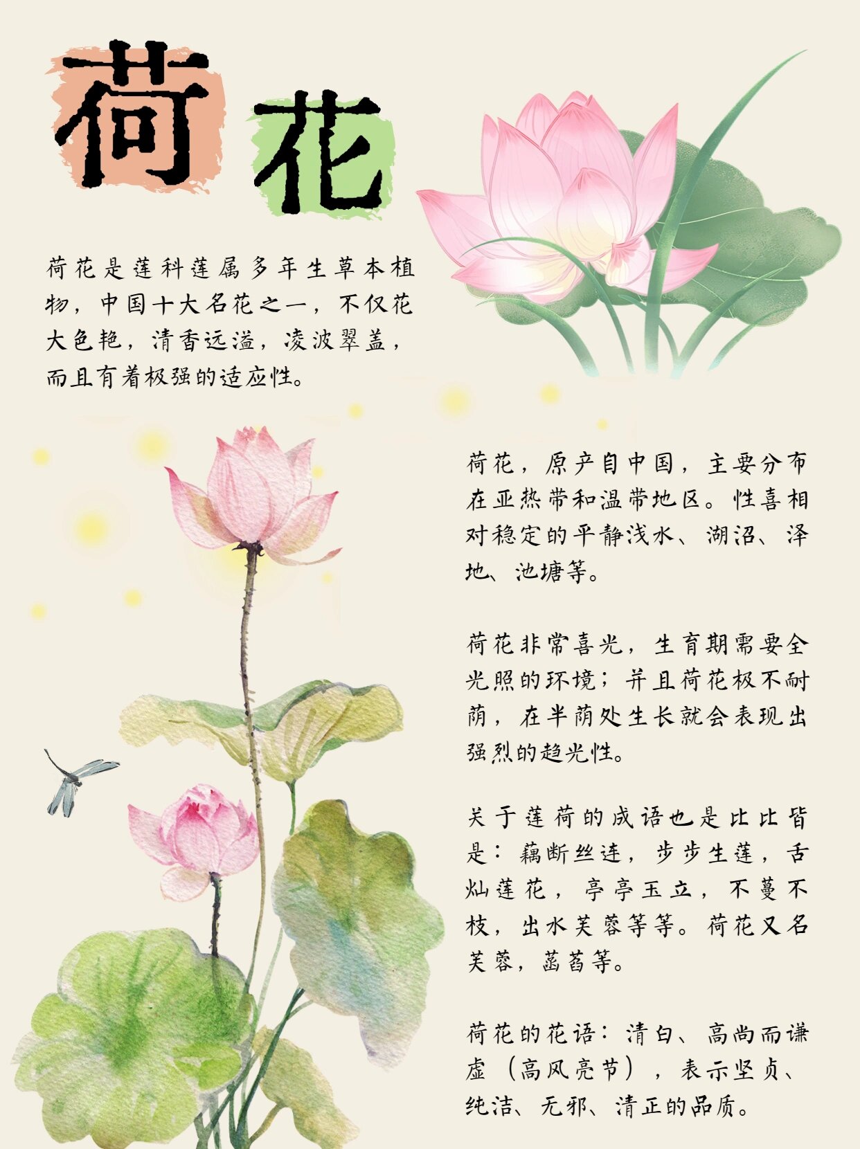 【植物科普·荷花】这些科普你知道吗❓