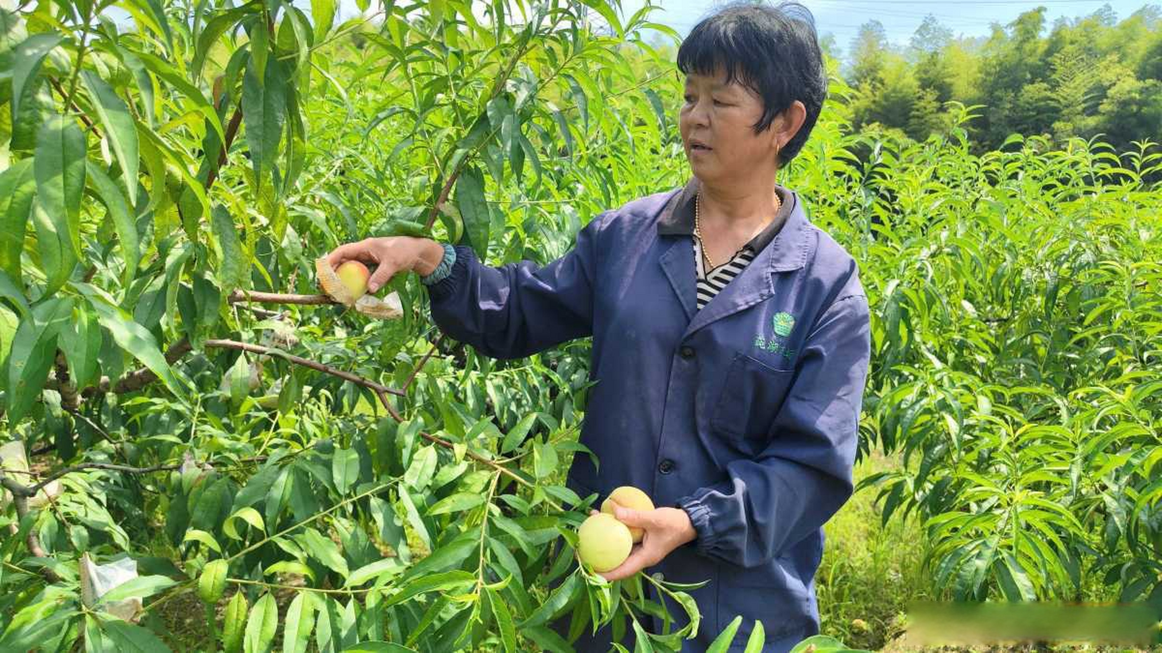 【#寻觅奉化玉露桃感受老味道# 】大暑过后,奉化的玉露桃进入到成熟