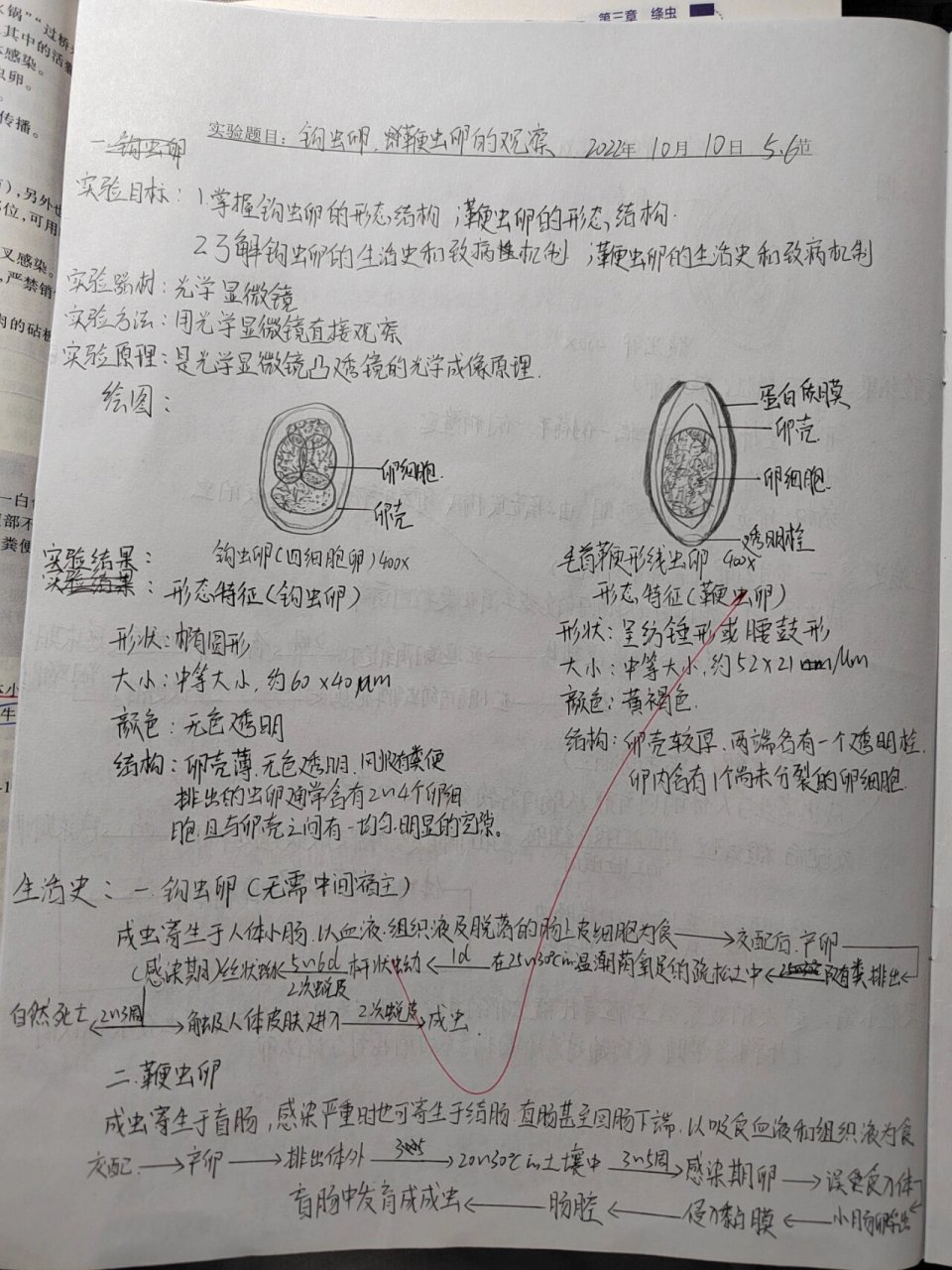 鞭虫生活史图片