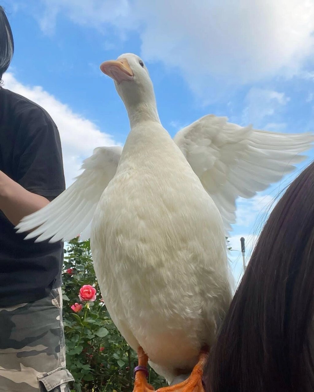 起飞鸭 | 祝你快乐   祝你快乐!