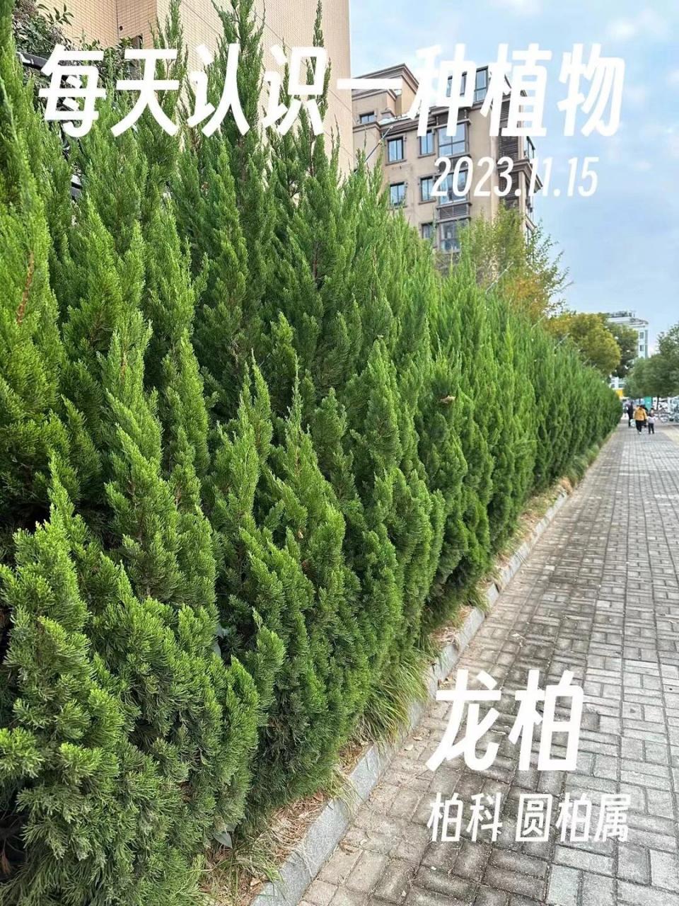 龙柏树寓意图片