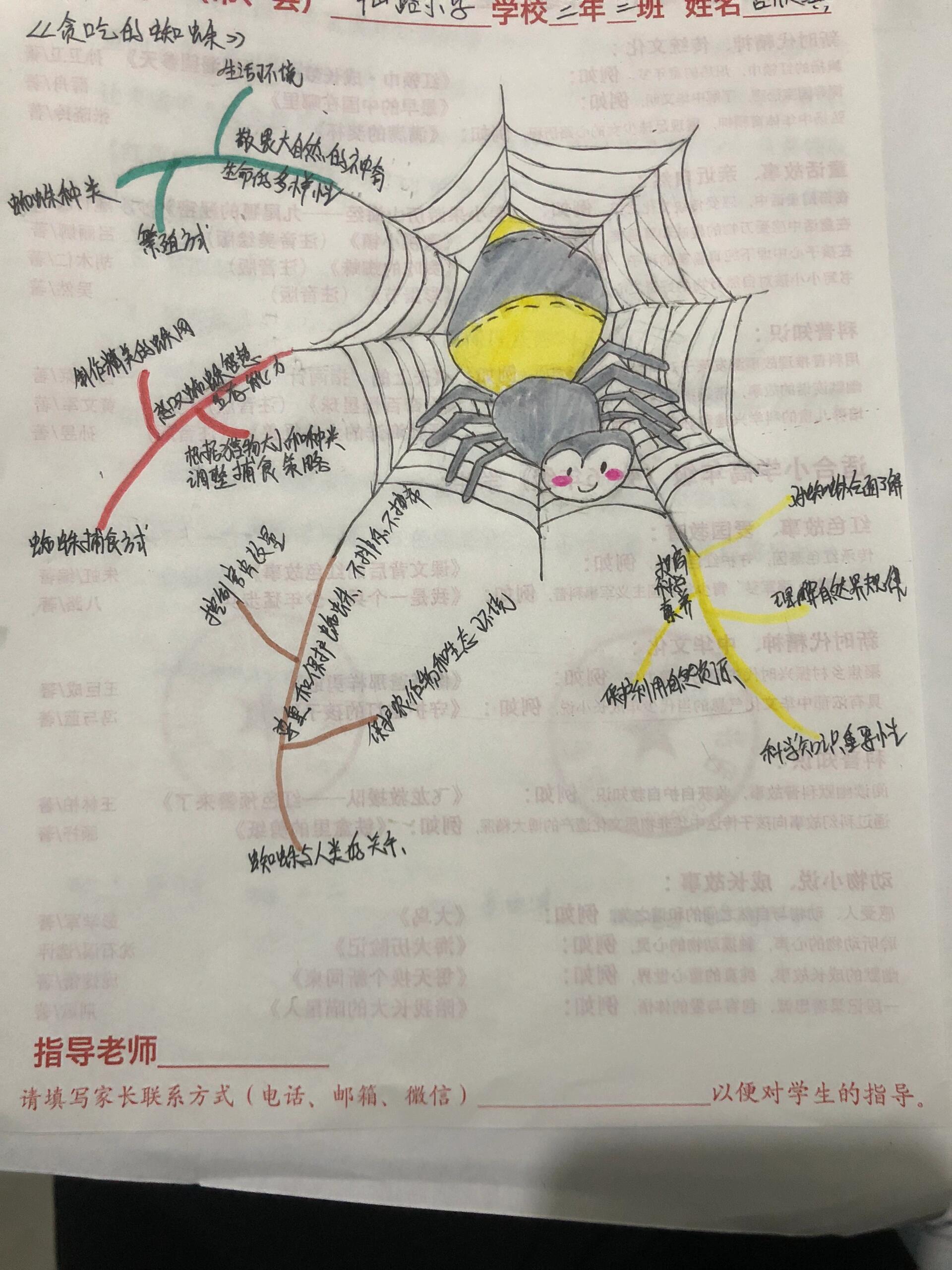 蛛网思维导图怎么画图片