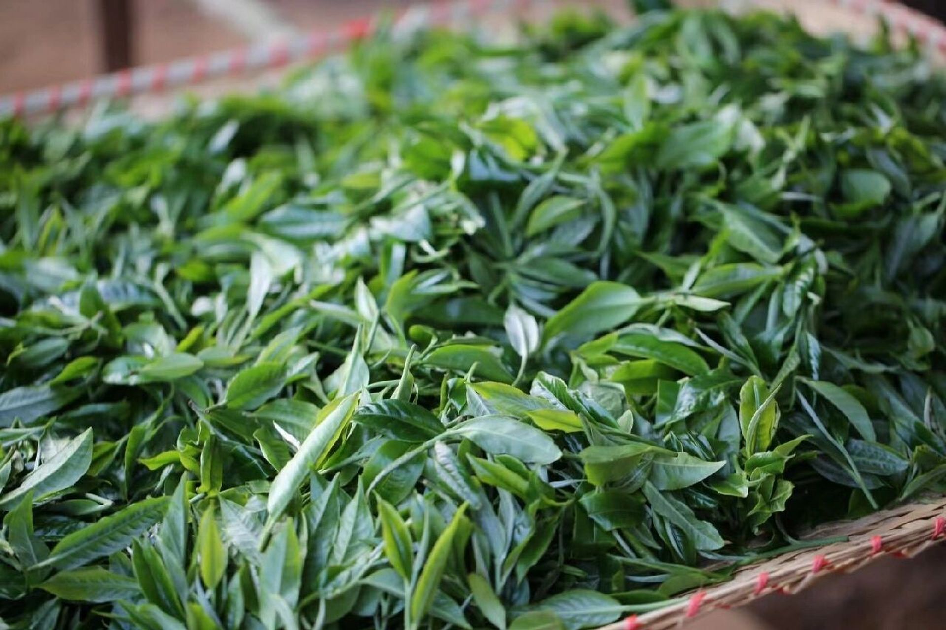 南糯山南本古树茶王,单株!#普洱茶# #普洱生茶# #古树茶